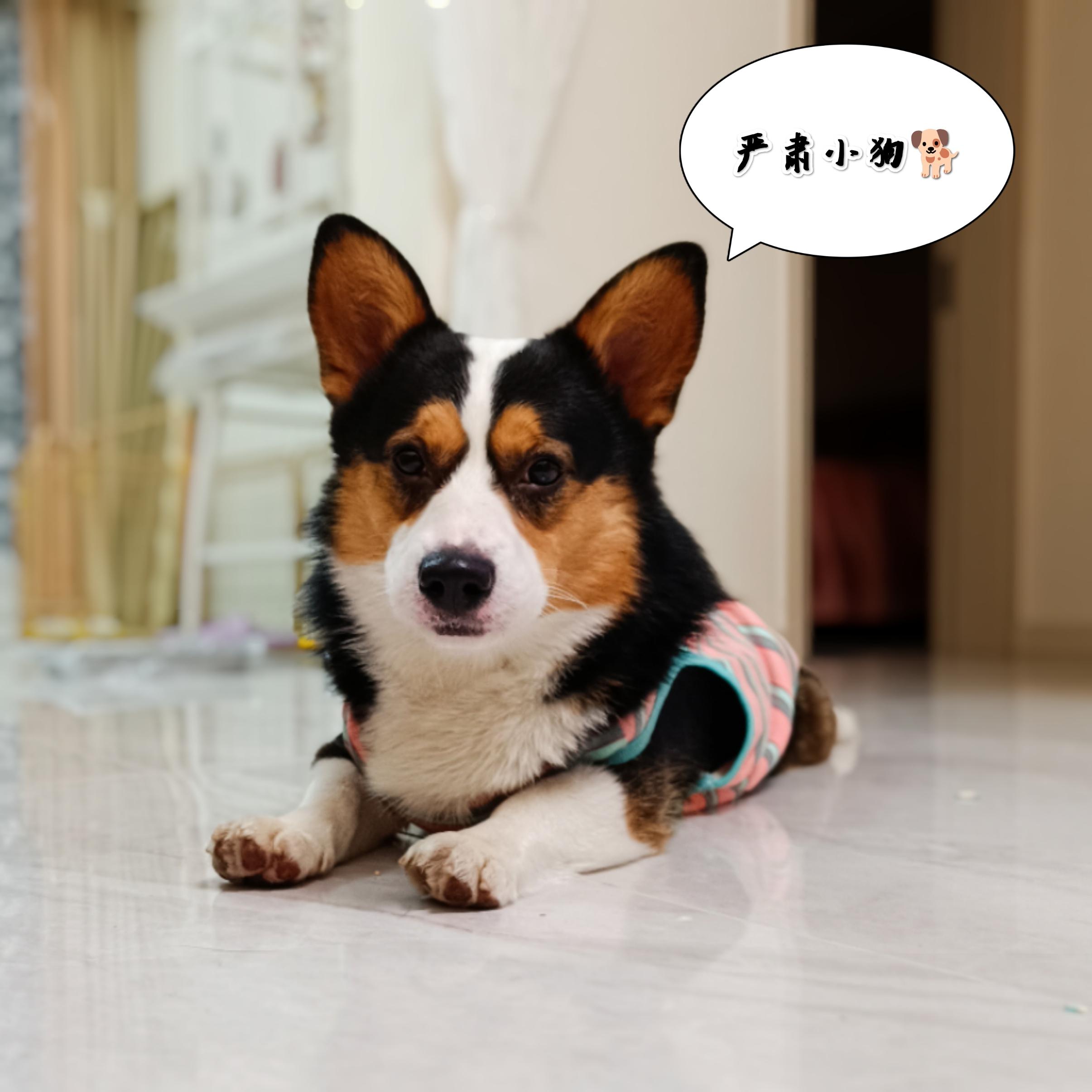 萌宠生活照摄影大赛#狗子沙雕日常小狗归家啦