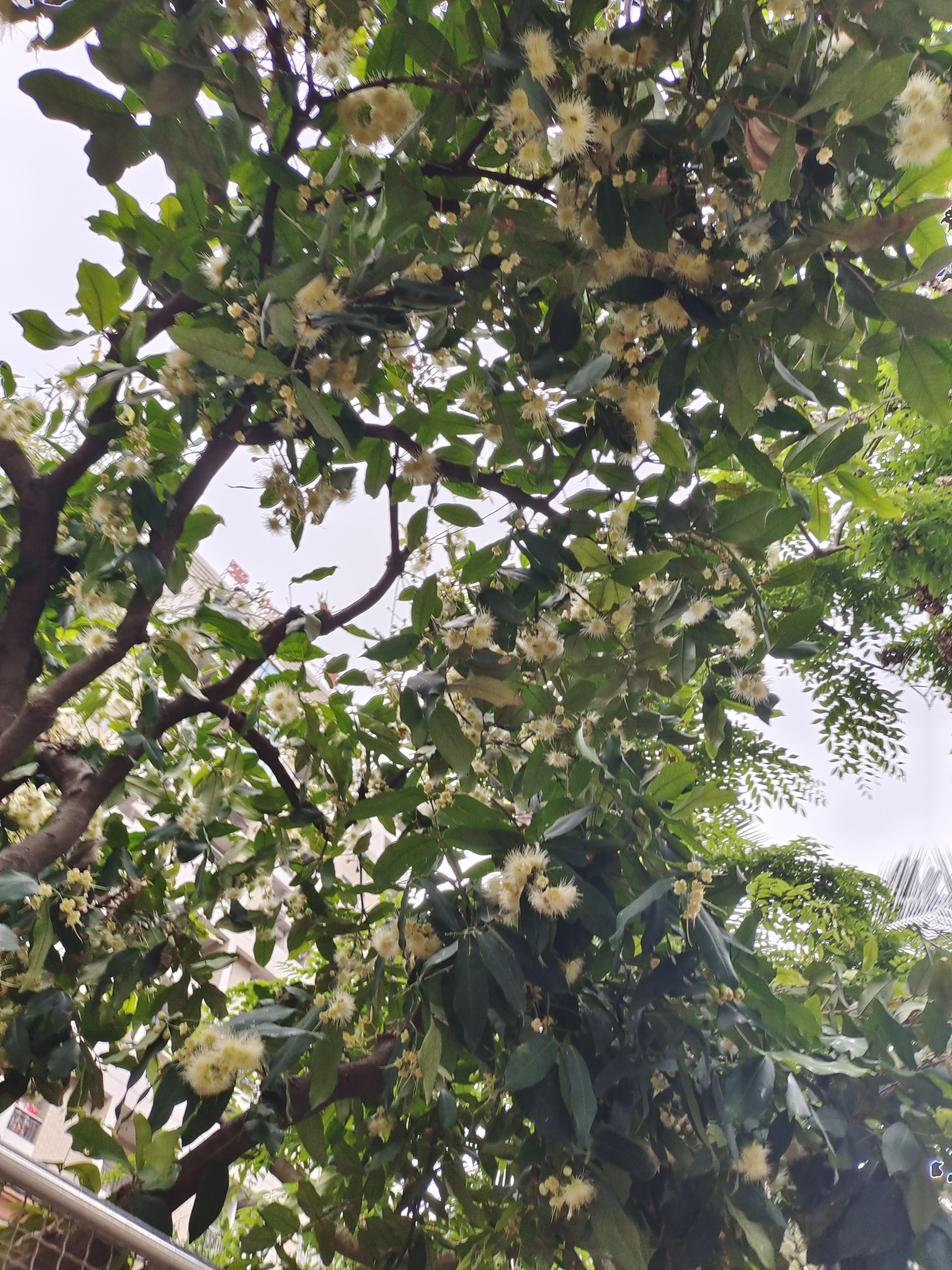 现在正值莲雾的花期  br 莲雾的花儿朵很大