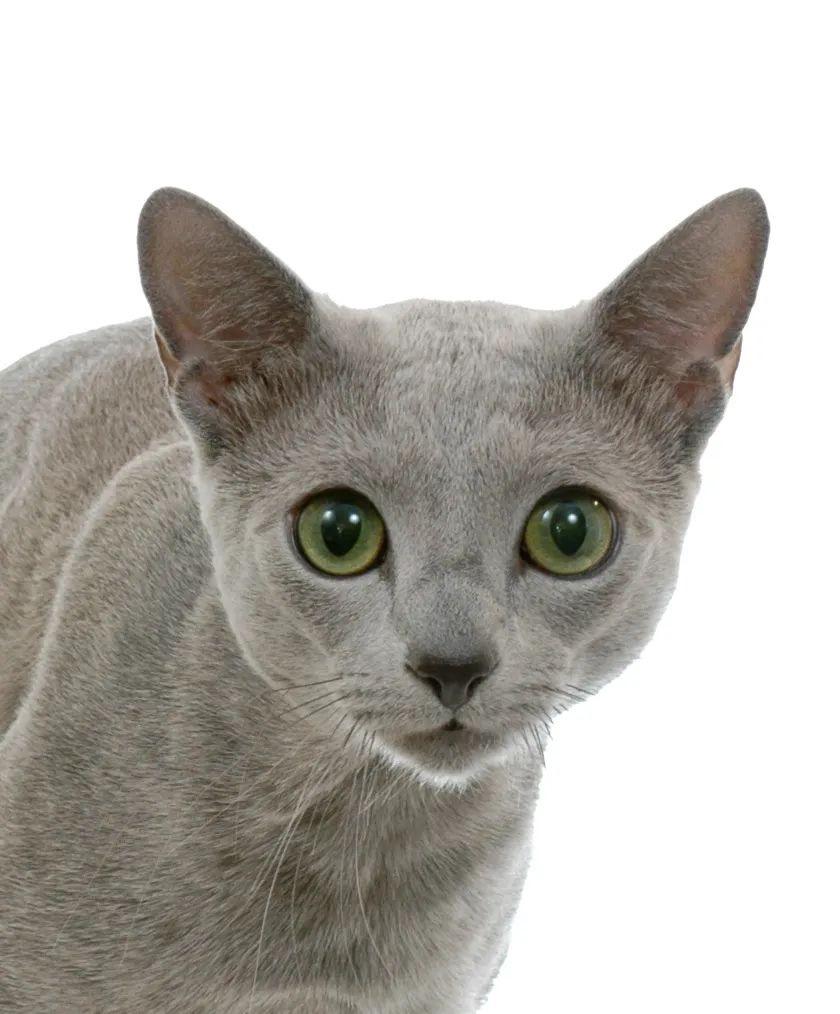 的想法: 俄罗斯猫其他名称 俄罗斯蓝猫 俄罗斯白猫 俄罗斯黑猫 毛发