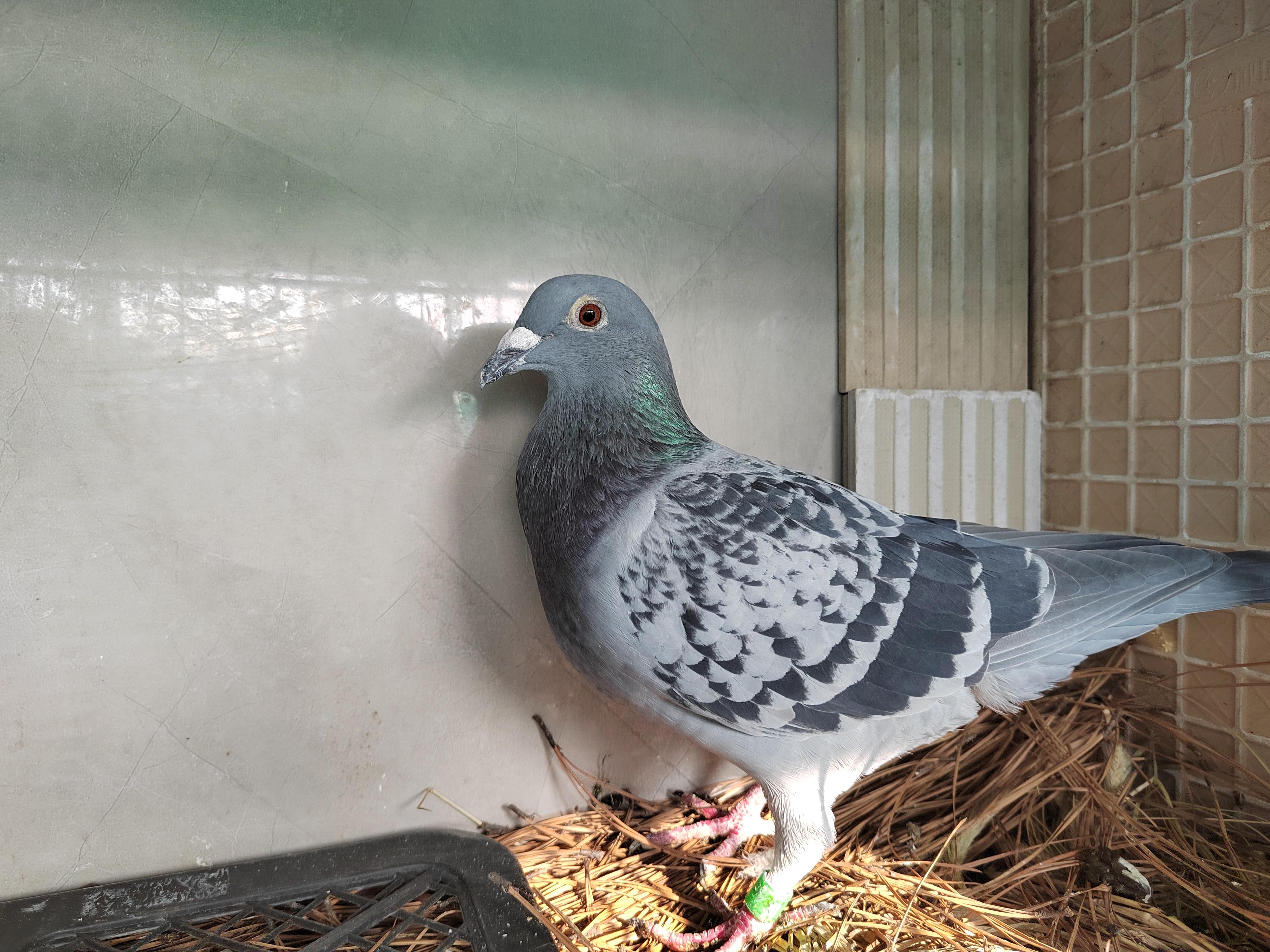 王歌安 的想法: 新进的雨点鸽