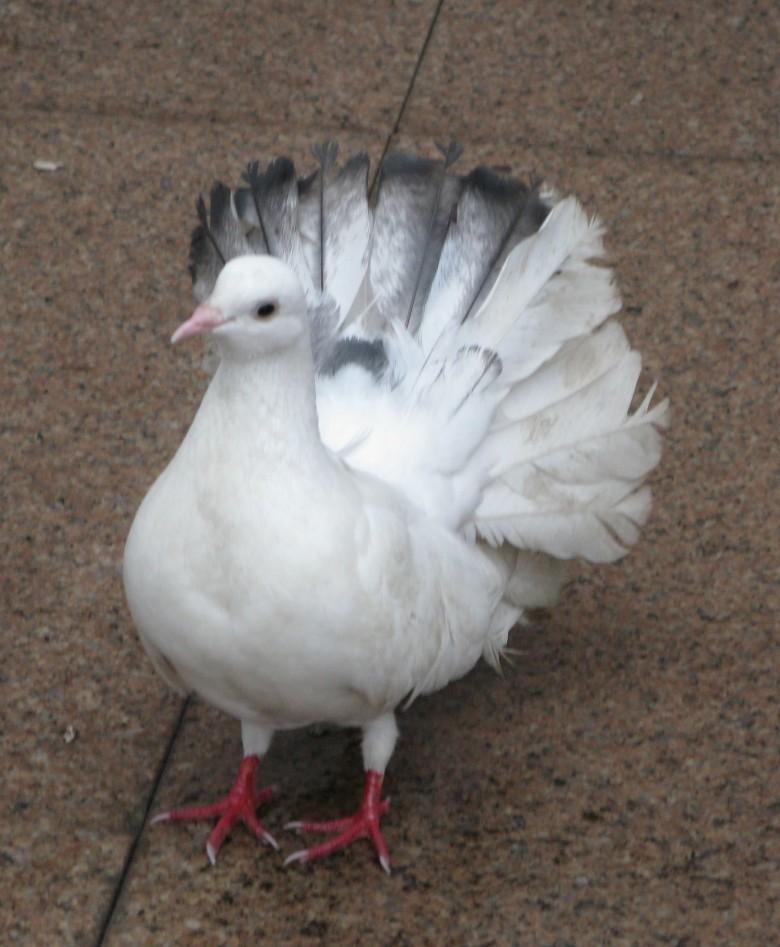 因尾羽数多于一般鸽数倍(一般鸽尾羽多是12根,而扇尾鸽的尾羽数就有36