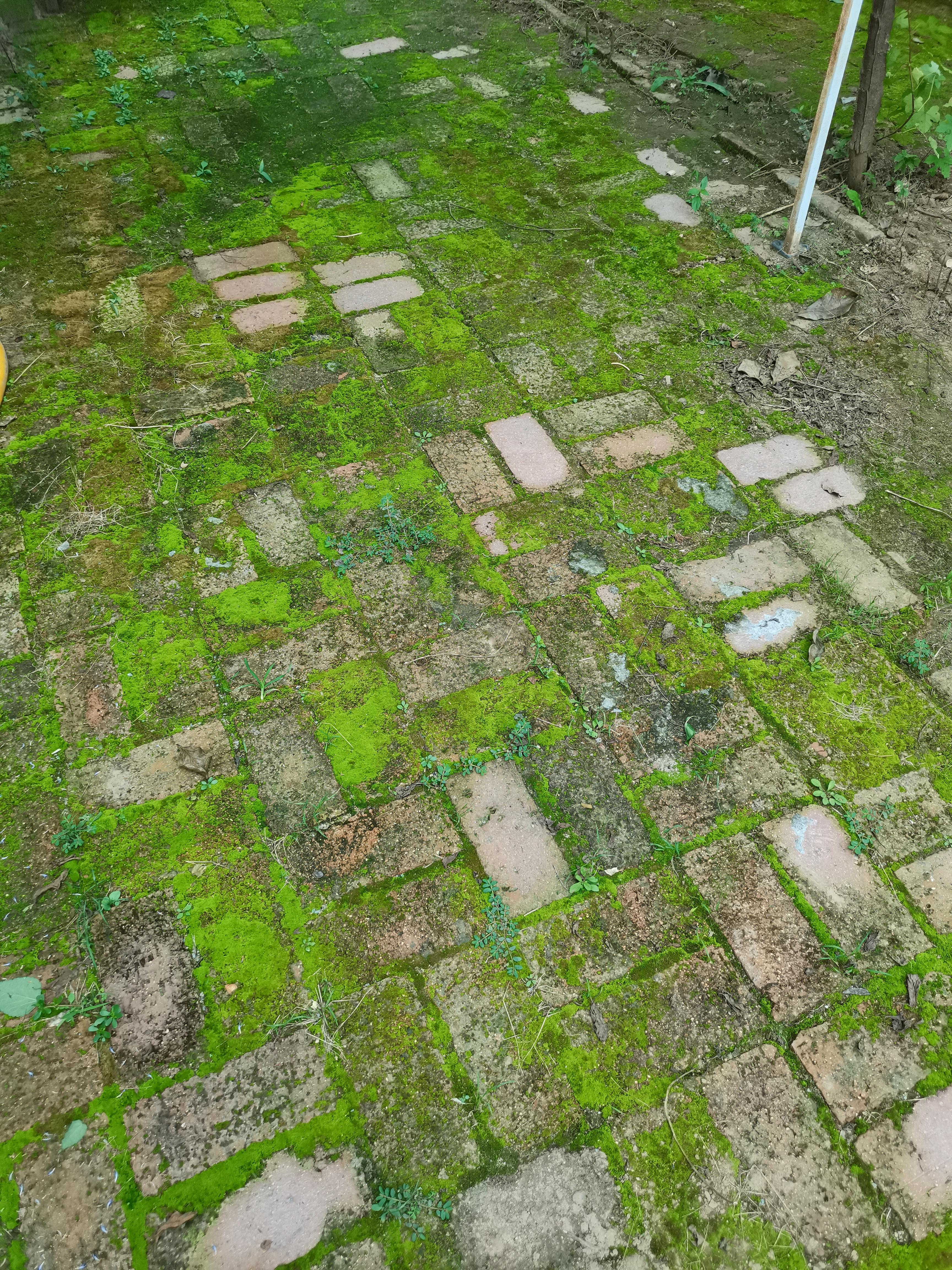 虚实变换 的想法: 苔痕上阶绿,草色入帘青.谈笑有鸿儒,往来无白丁