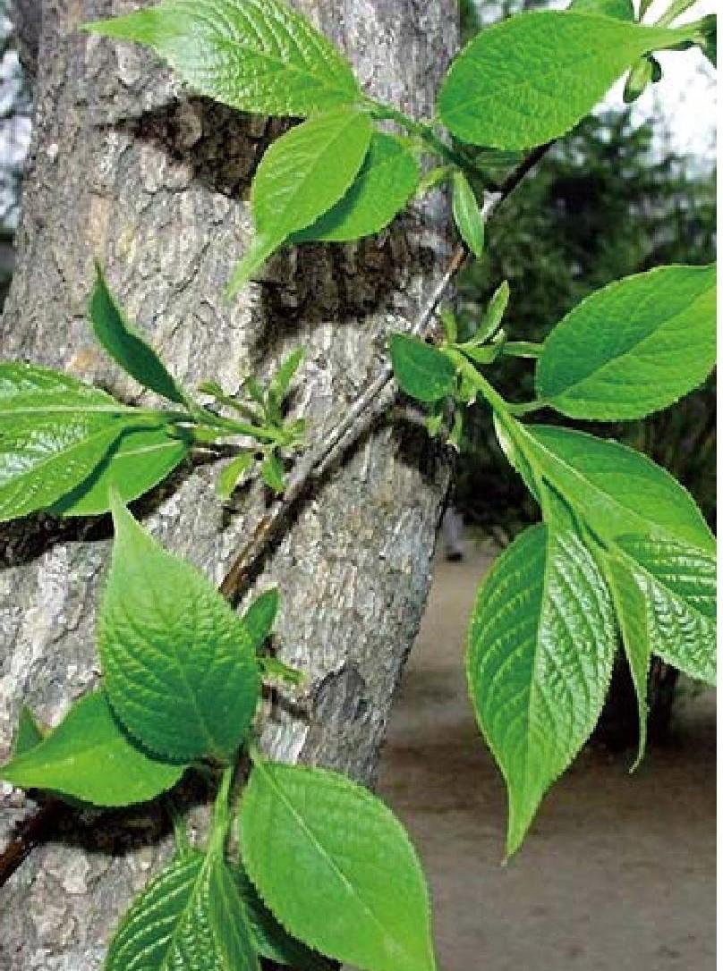 以强筋骨,补肝肾而知名的杜仲叶,来自杜仲科植物杜仲