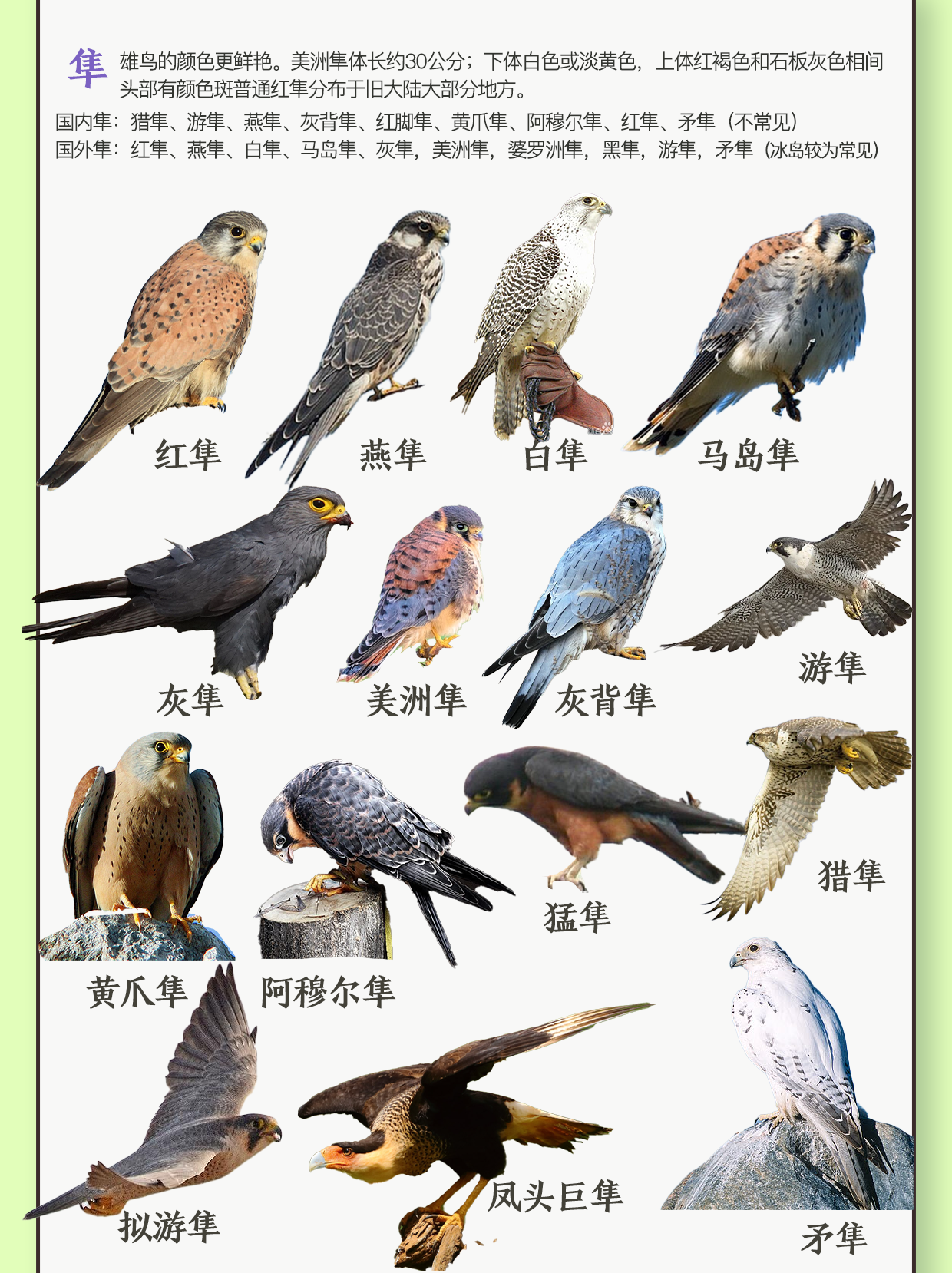 周末的雨 的想法: 鹰雕隼图鉴