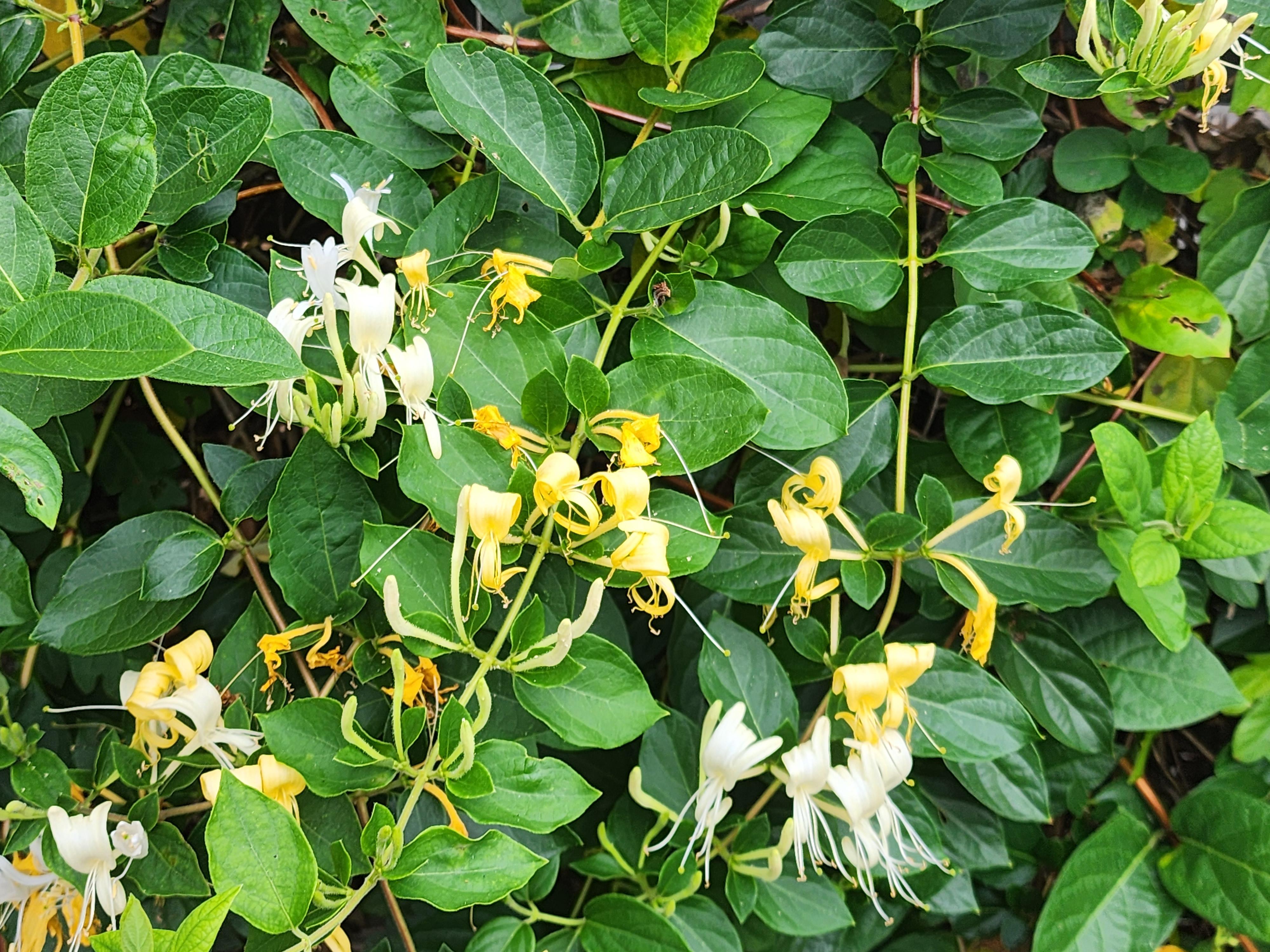 金银花(学名:lonicera japonica),是一种忍冬科植物