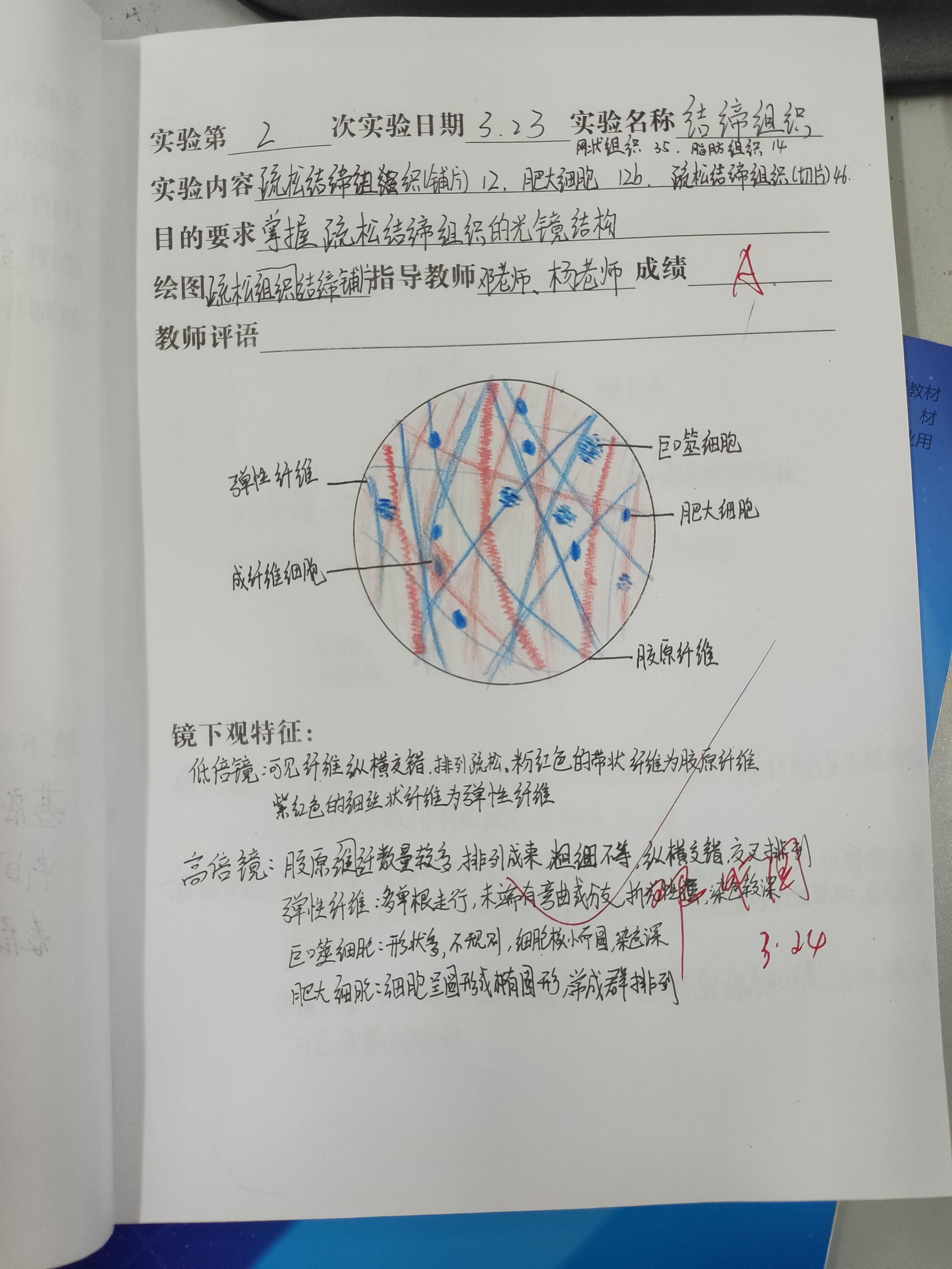 seto沐涵 的想法: 组胚红蓝铅笔绘图 | 1.复层扁平上皮 br>2.