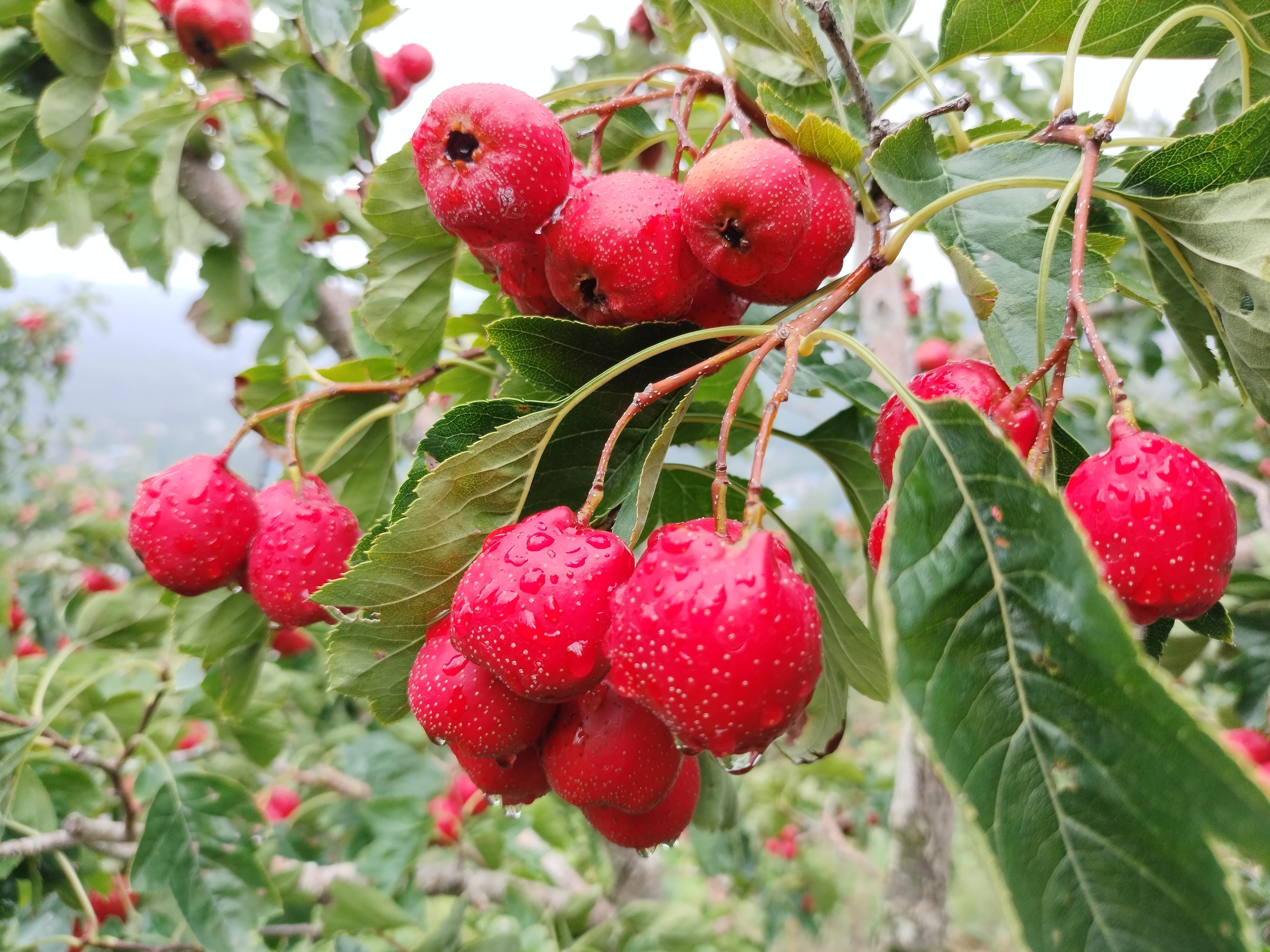 景行 的想法: 山楂红了,看到这鲜艳欲滴第一时间想到什么