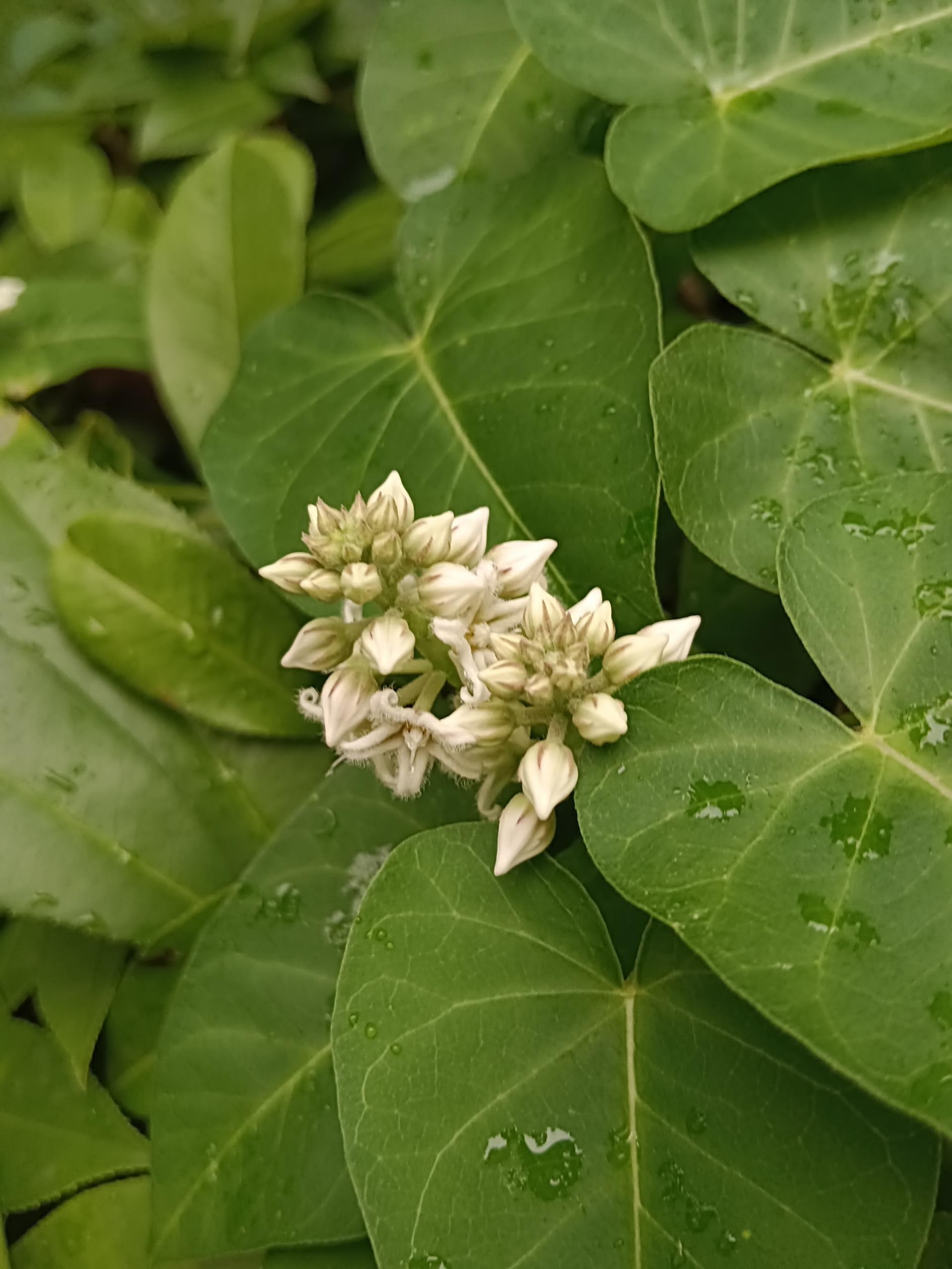 鸿渐于陆 的想法: 就知道它结的果实叫"瓢瓢"