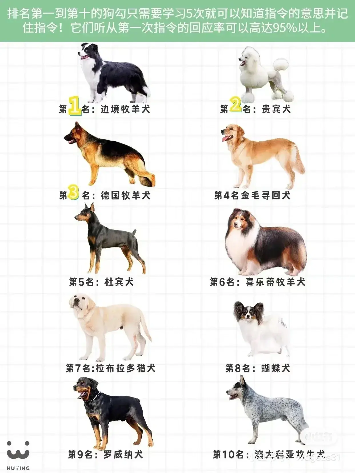 天才犬队谁是智商之王大家好今天我们来聊聊狗狗的智商你们知道吗狗狗