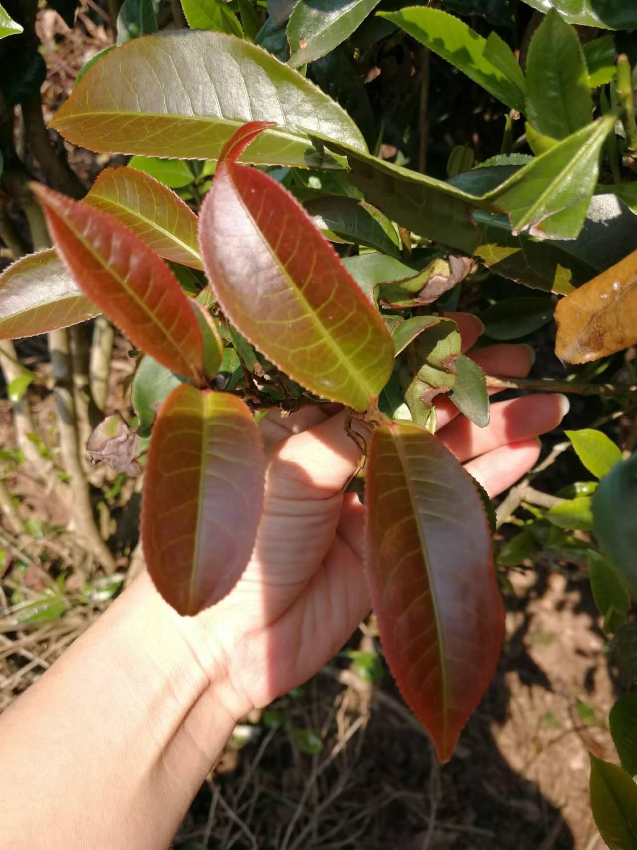 茶文化传播的风潮：一场文化的盛宴