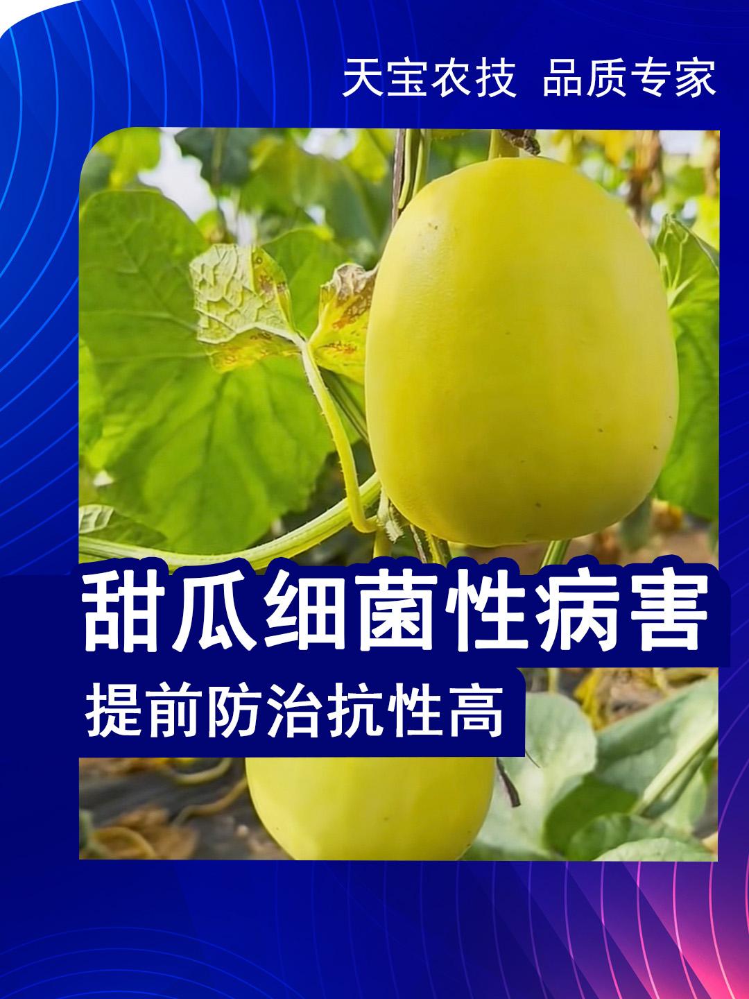 甜瓜细菌性病害提前防治抗性高1改善通风措施降低棚内湿度在外界最低