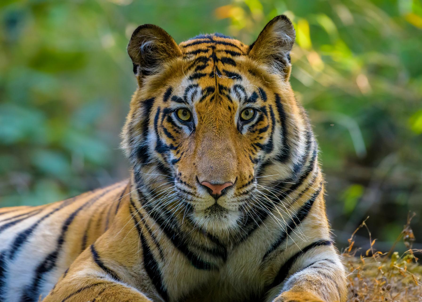 虎 | 孟加拉虎(学名:panthera tigris tigris)是猫科,豹属下的虎亚种