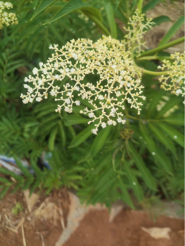小新新 的想法: 身边的中草药 | 我们这里叫吸风草,有风湿病的人会煮