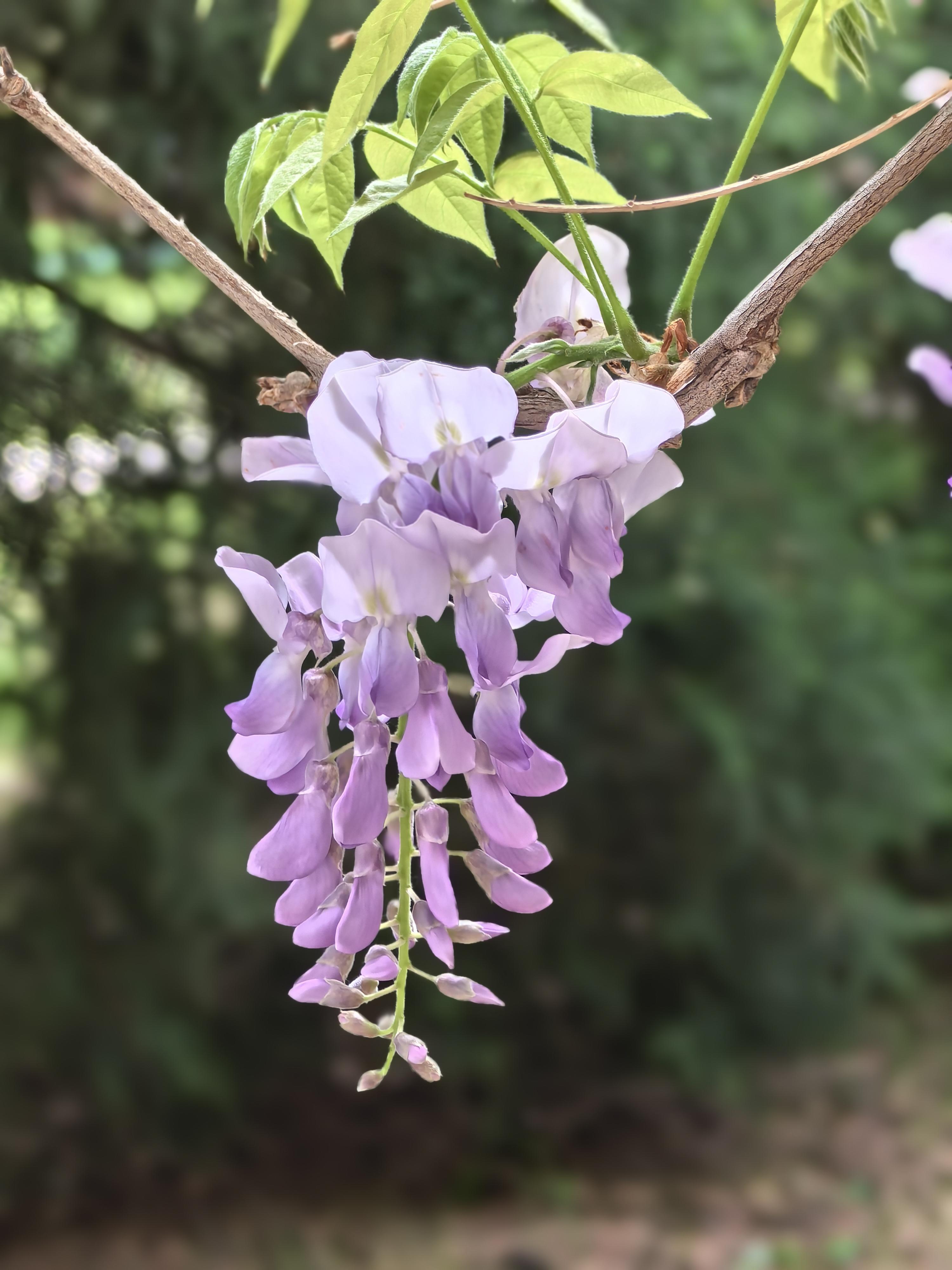 家有大懒猫 的想法: 紫藤花语 | 北京中山公园的紫藤花开了,虽然还没