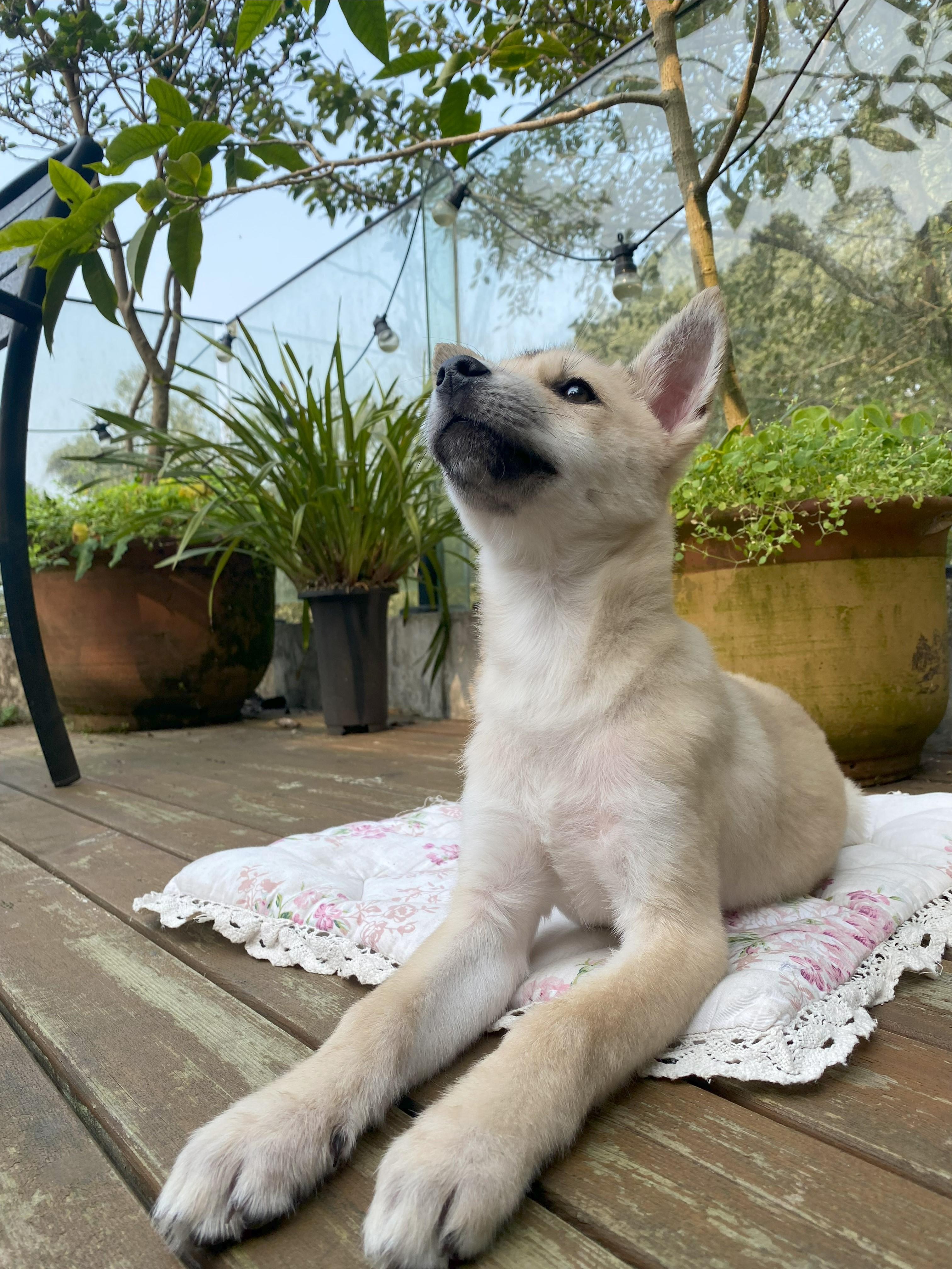 千万只羊驼 的想法: 这狗这份帅气 | 小狗到家快三个月了,看这帅气样