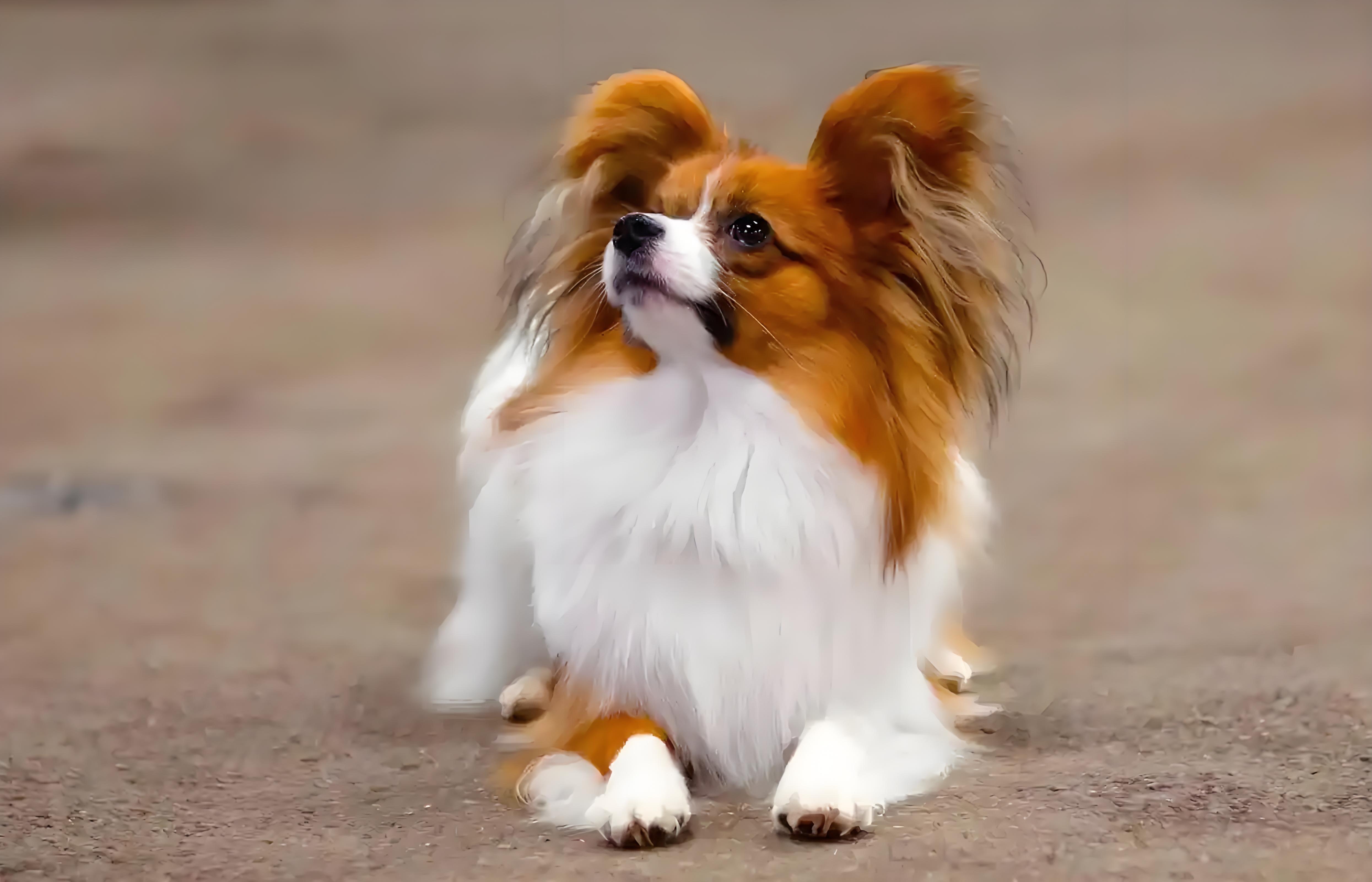 紫薇 的想法: 阿猫阿狗