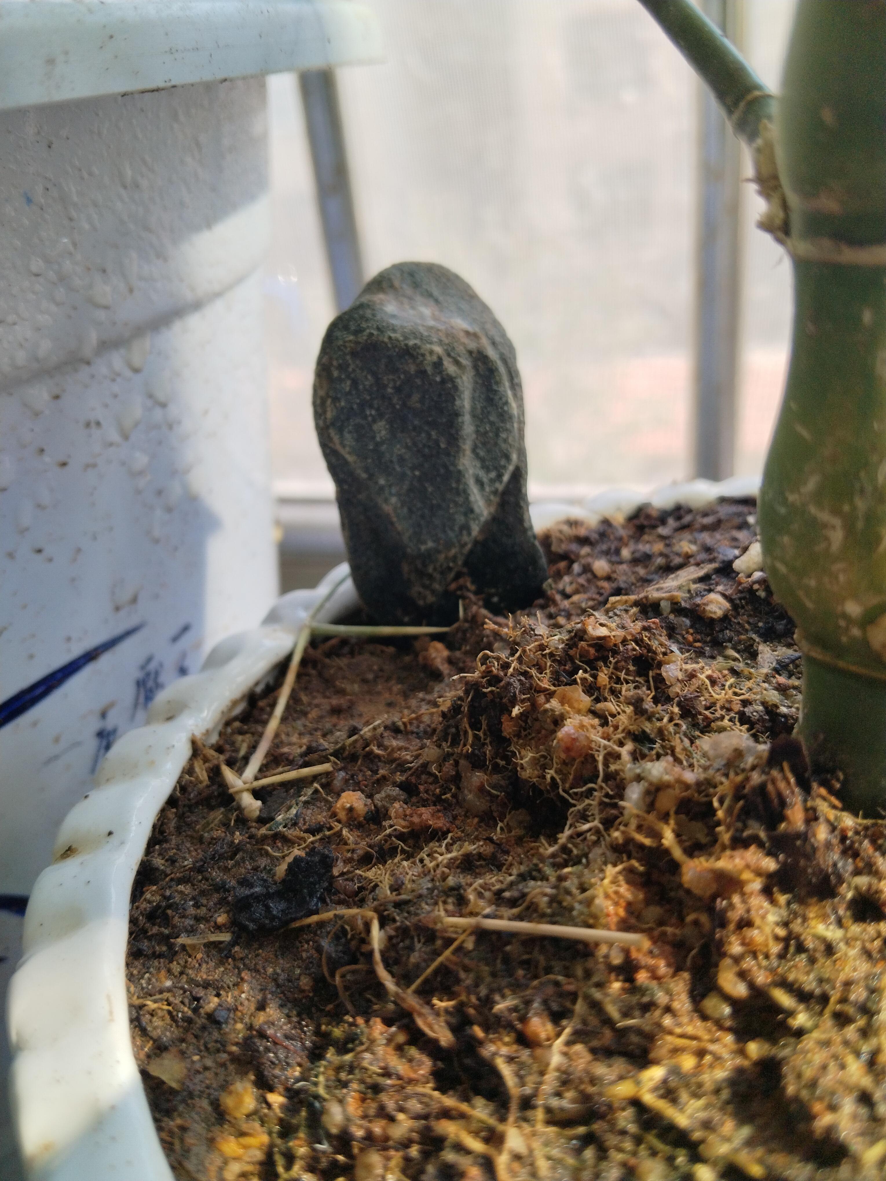 老胡 的想法 罗汉竹