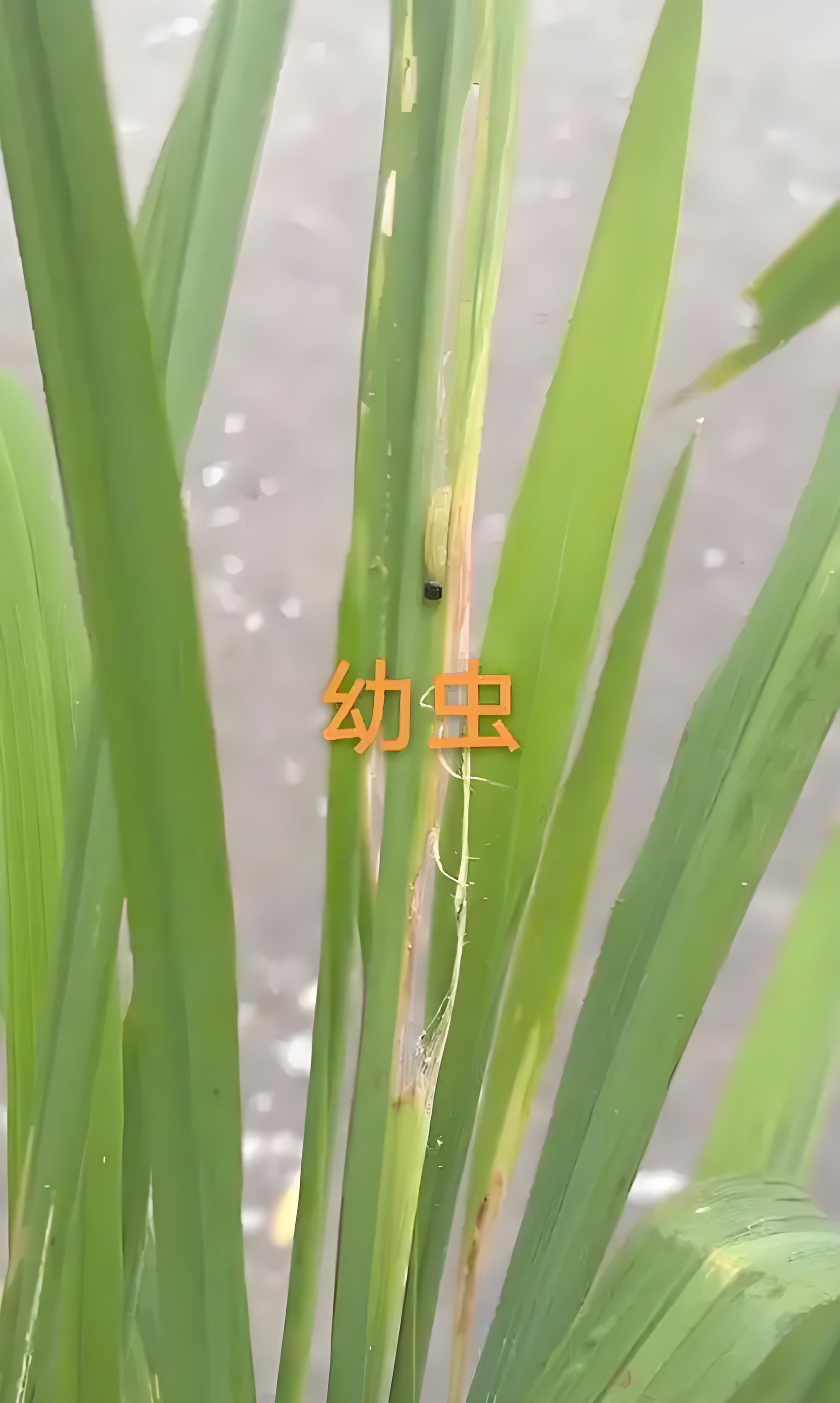 锴姥爷 的想法: 水稻潜叶蝇自白:稻田里的"叶脉画家"失业记