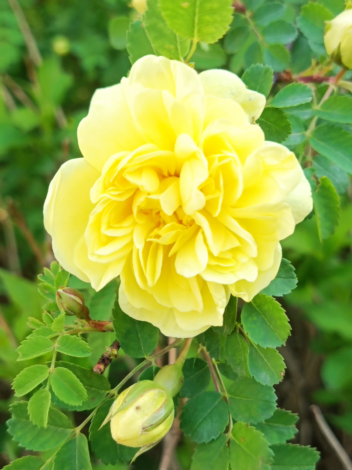 这里是彼岸 的想法: 娇媚的重瓣黄刺玫 | 黄刺玫,为蔷薇科,蔷薇属落叶
