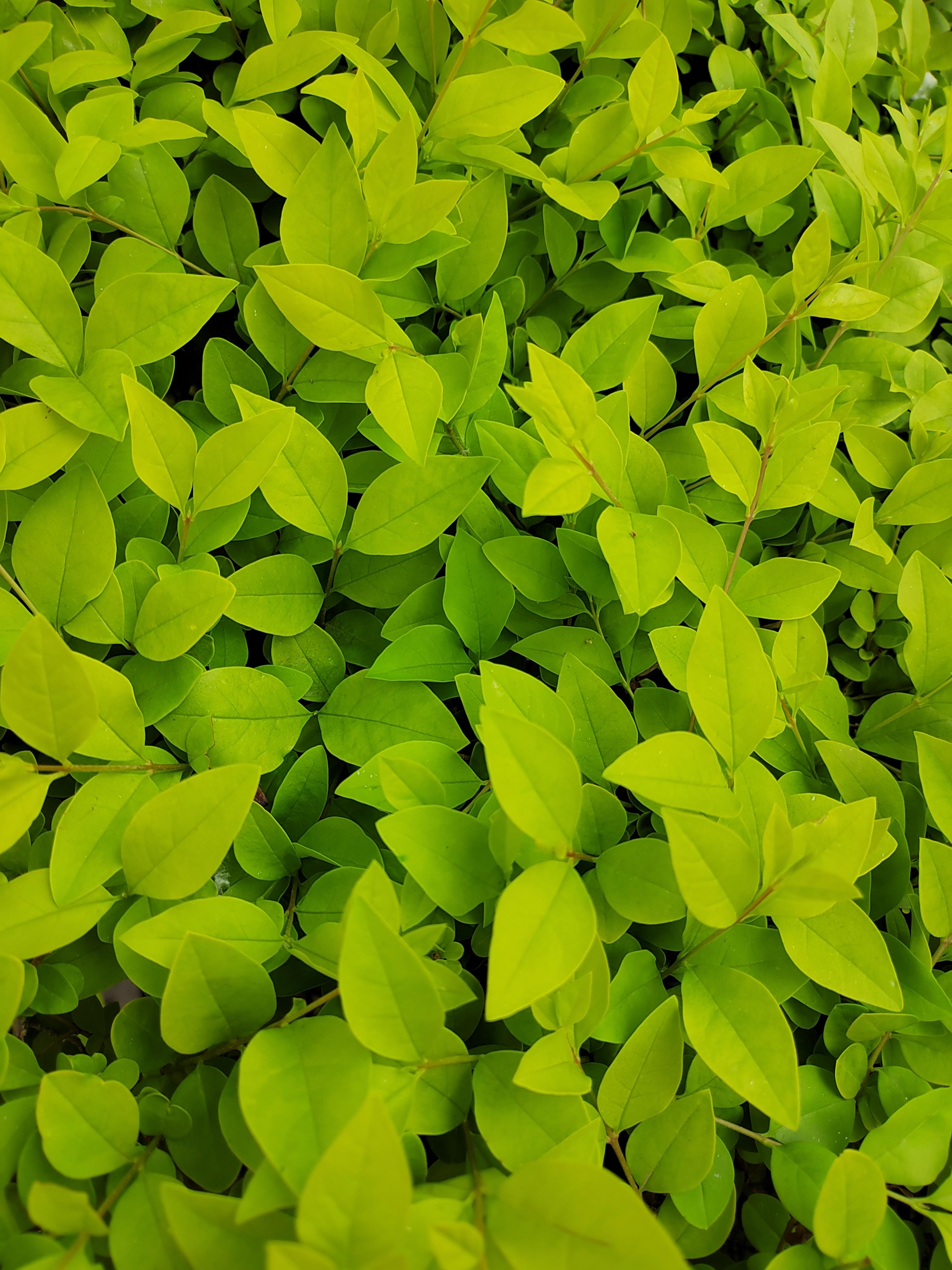 不懂就问 的想法: 绿色壁纸分享