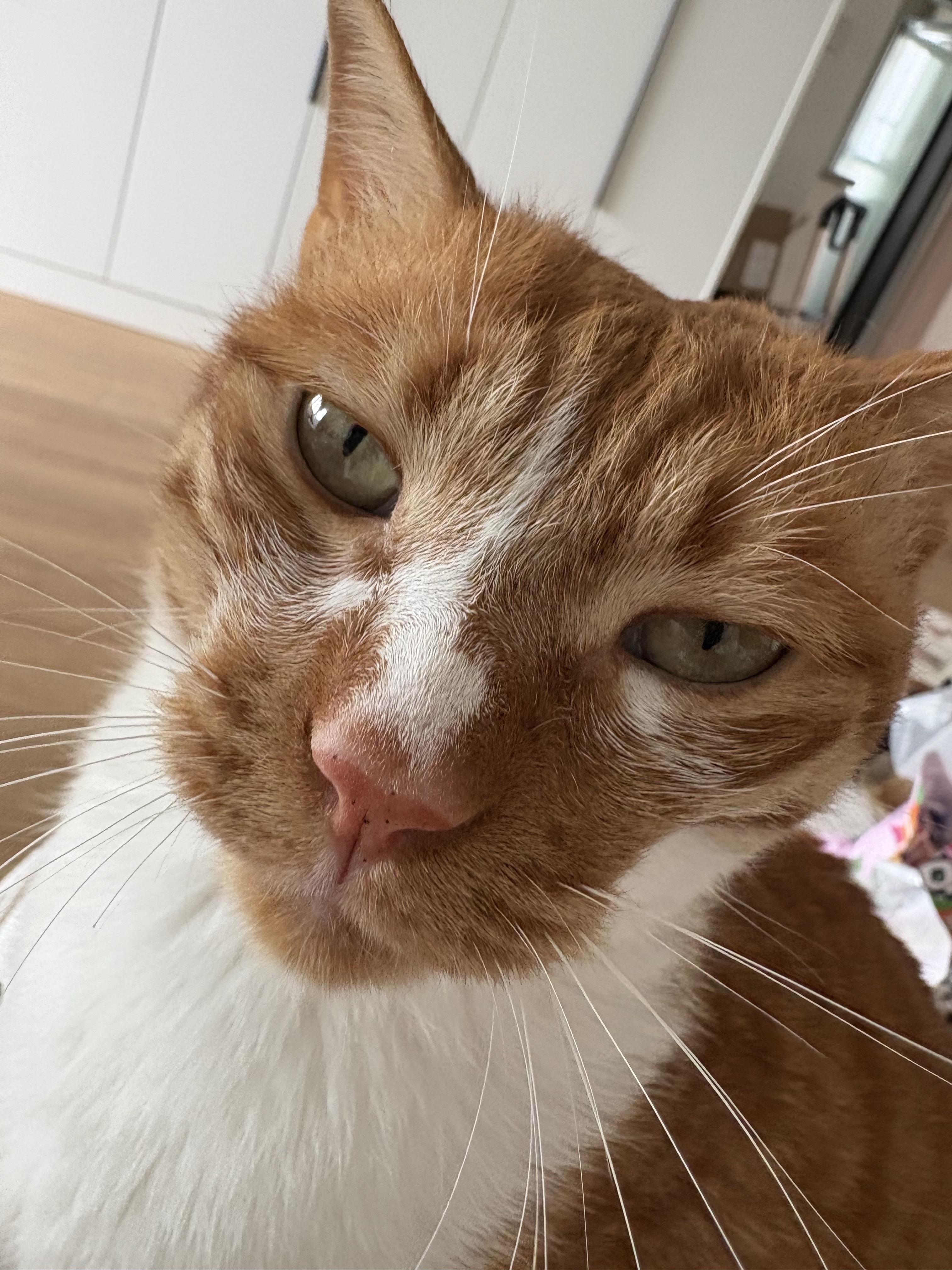 猫咪憨憨表情大赏 今天是我为我家猫申请保险报销的日子,平台需要