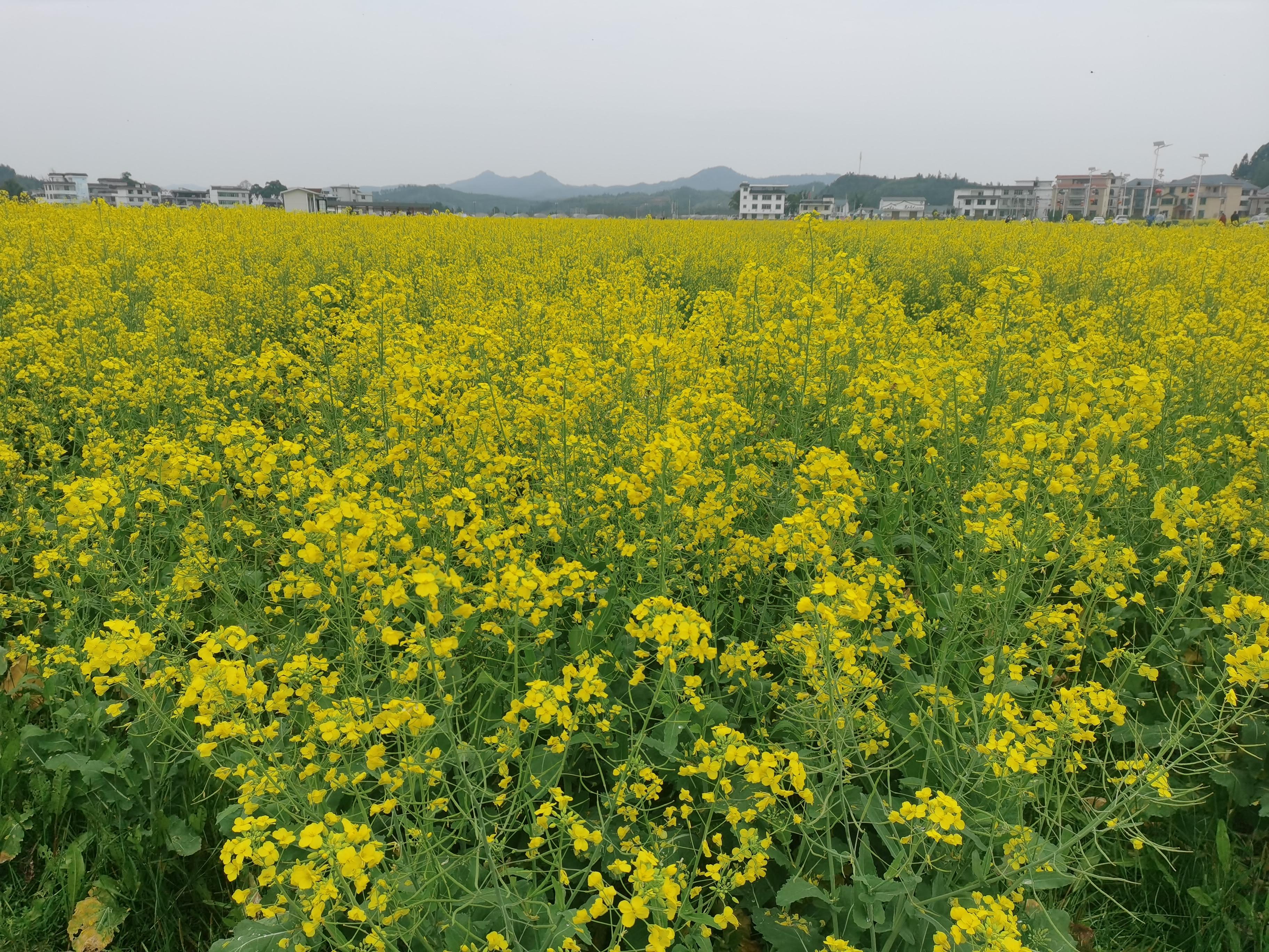 清水涟漪 的想法: 油菜花田,真的很"田",田园生活很惬意呀