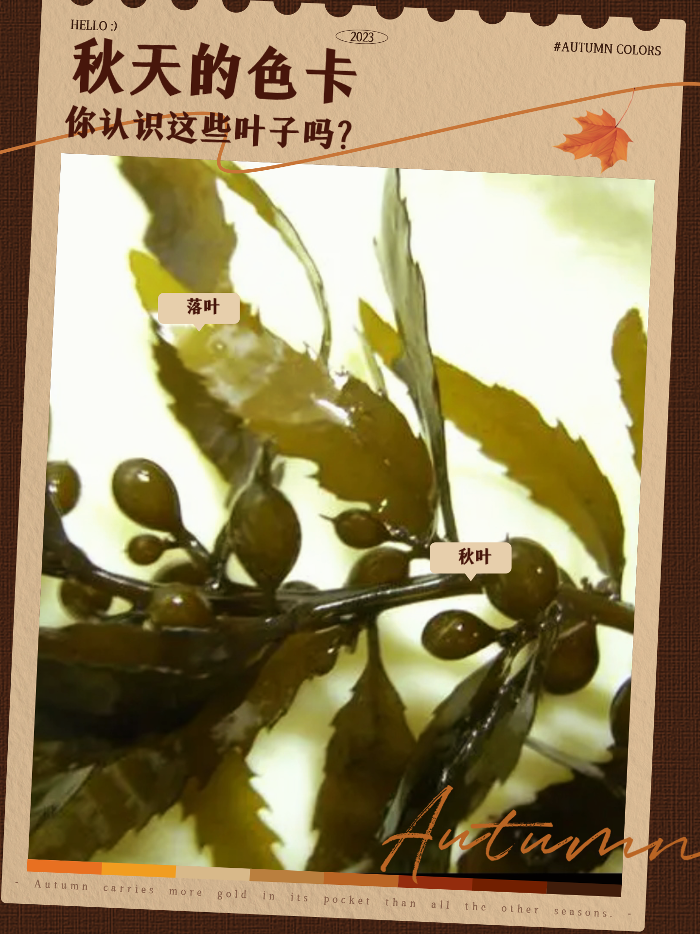 的想法: 马尾藻—龙宝美食分享站 | 作用 抗氧化物:马尾藻中还含有多