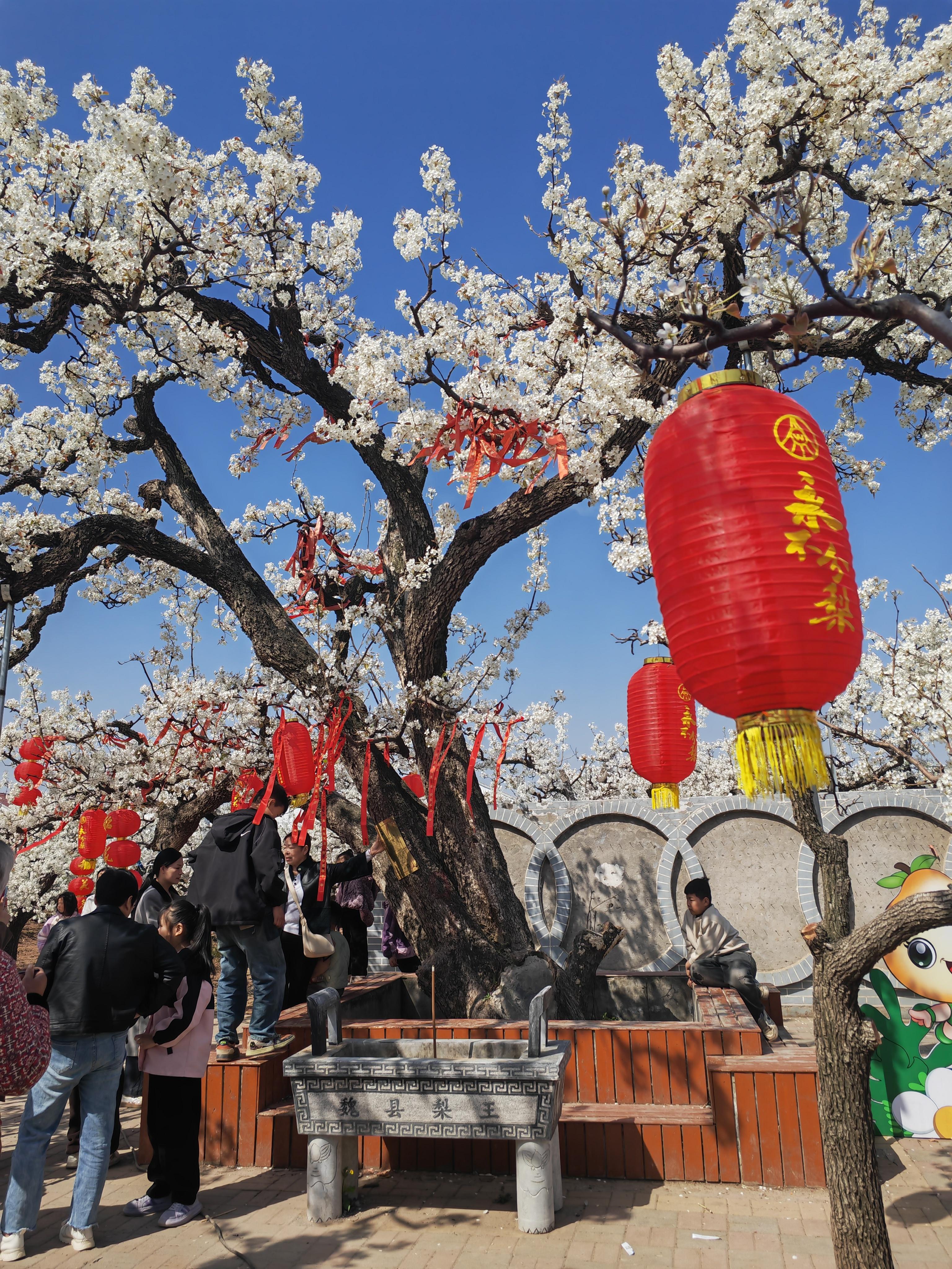 一年一度的梨花节又到了,今天有幸观赏了魏县20