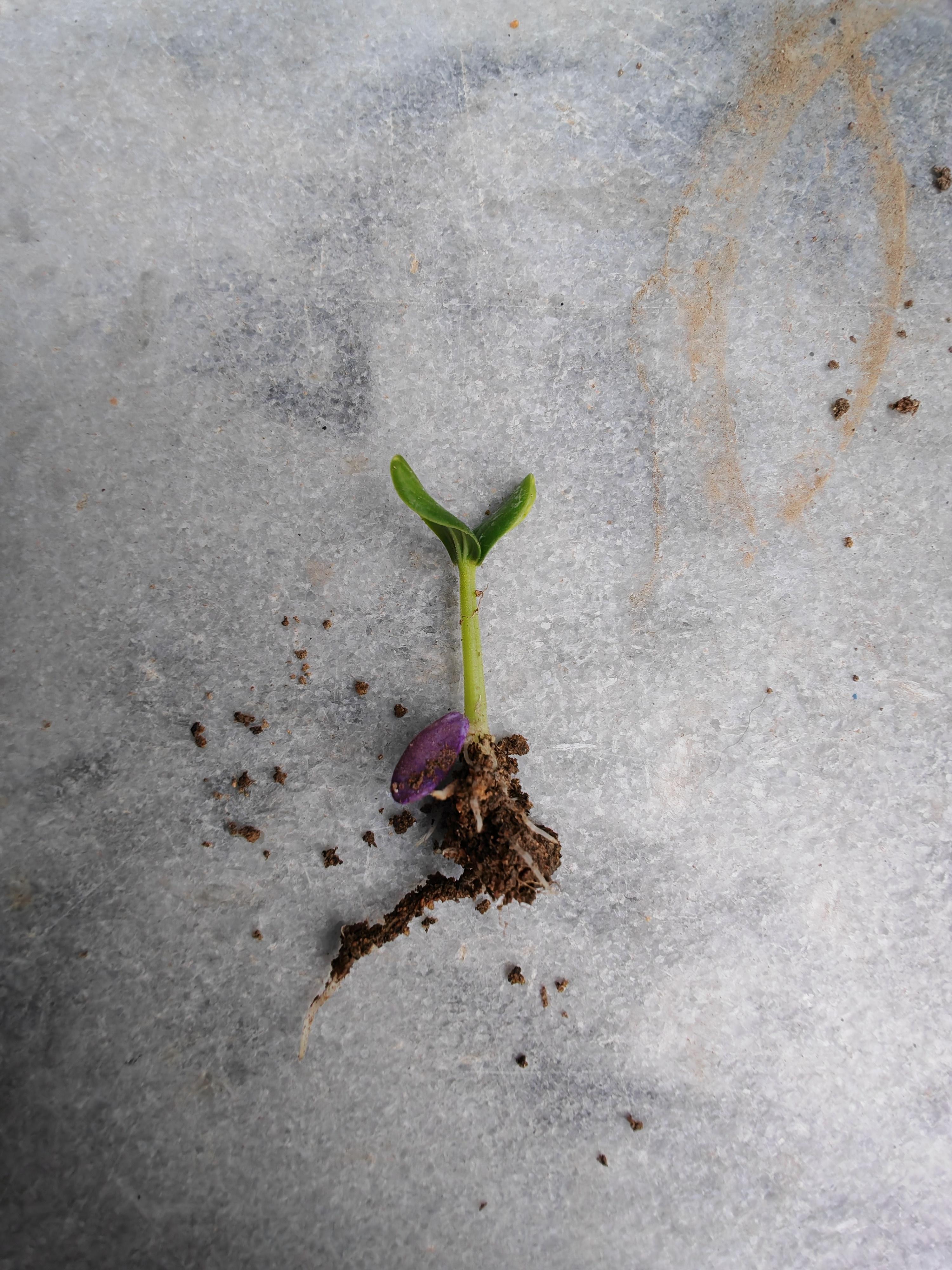 万言堂 的想法: 这花姐姐咋急成这样