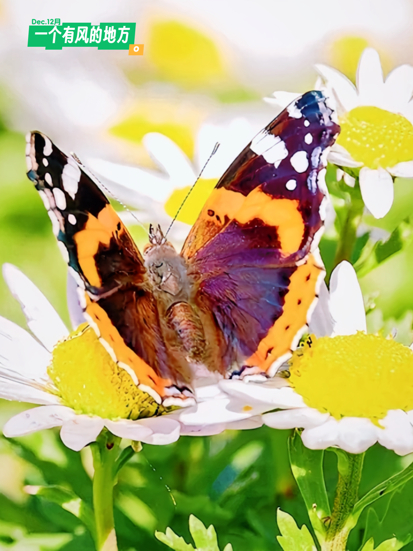 汉王馆主 的想法: 梧高凤必至,花香蝶自来;水清鱼自游,林深鸟共鸣