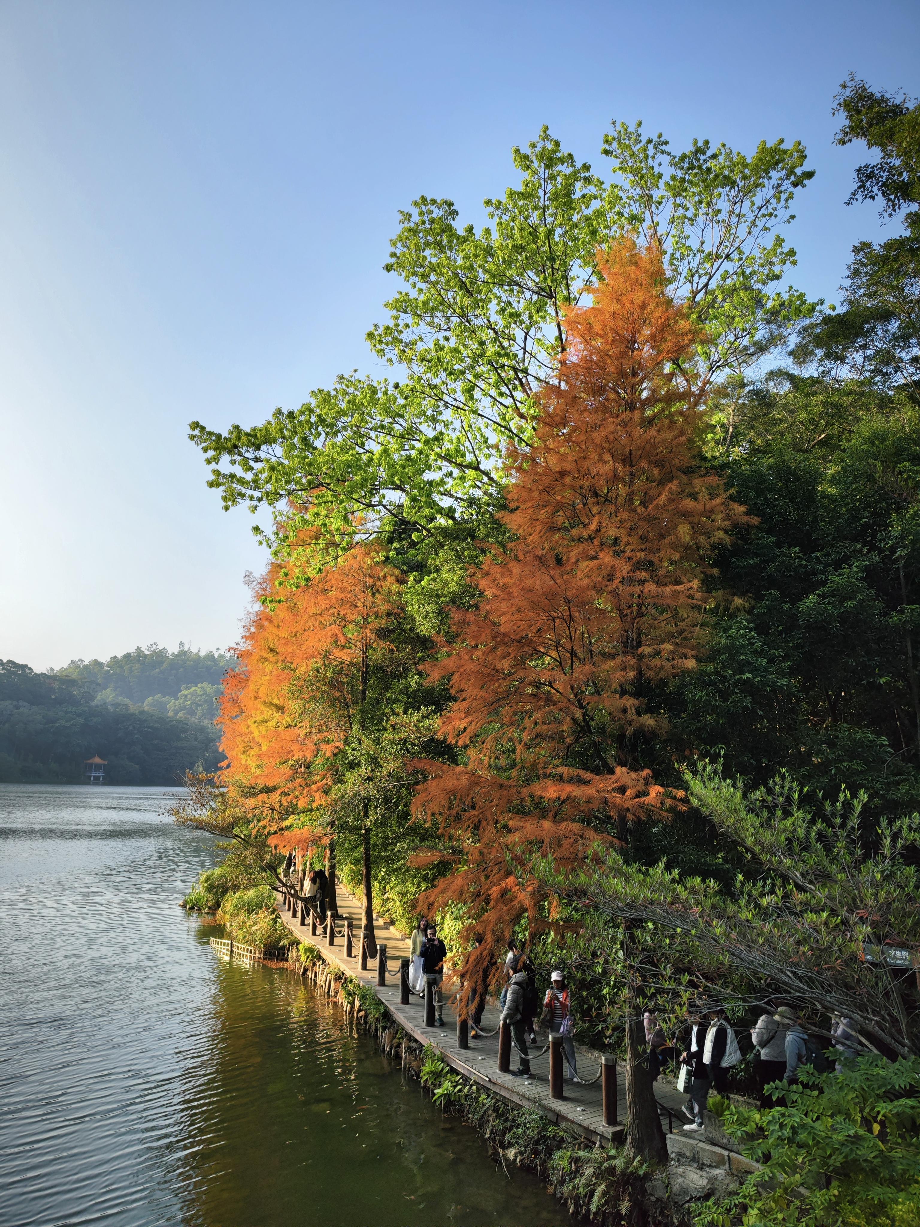 睡神 的想法: 仙湖的水杉红了