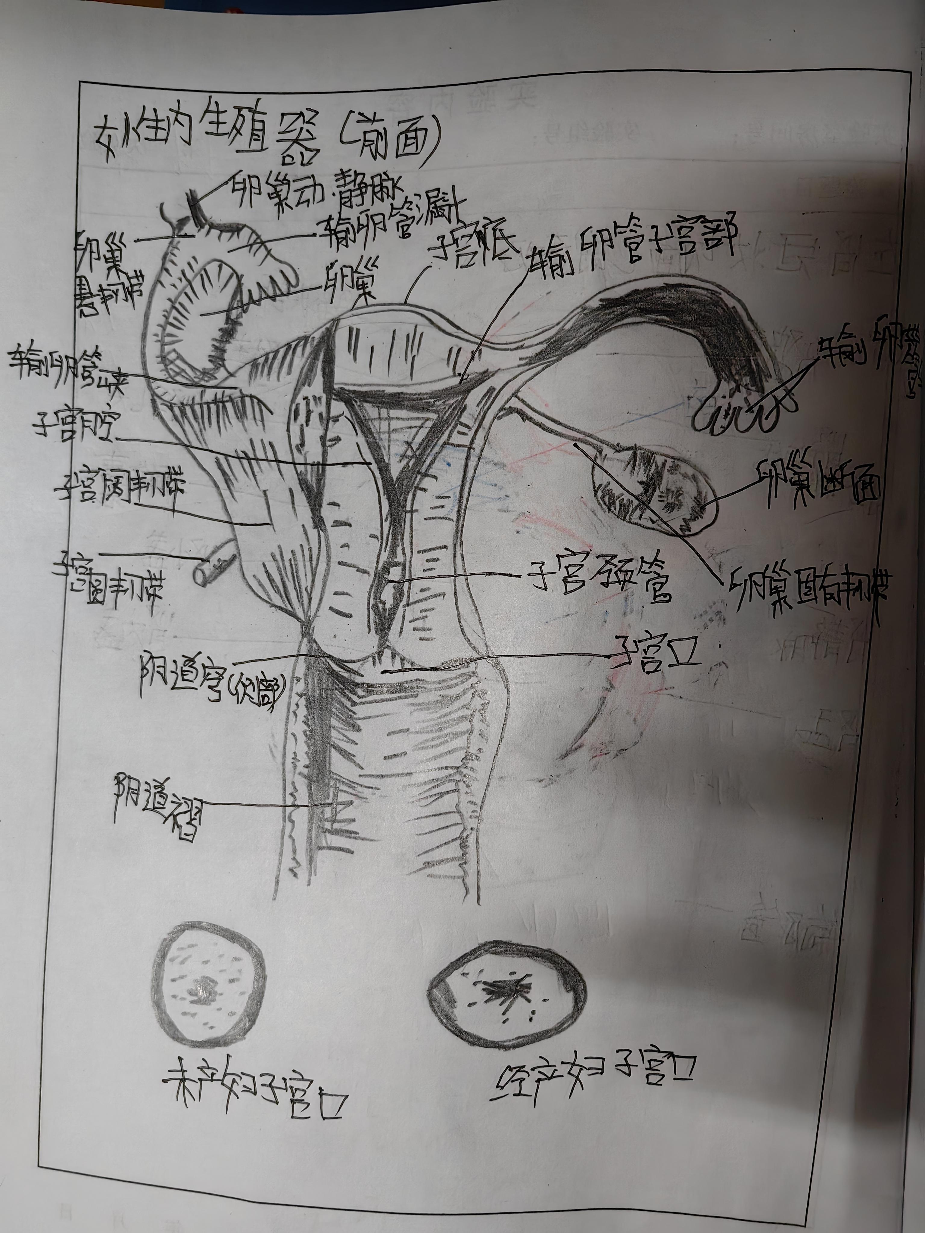 手绘人体解剖图简笔图片