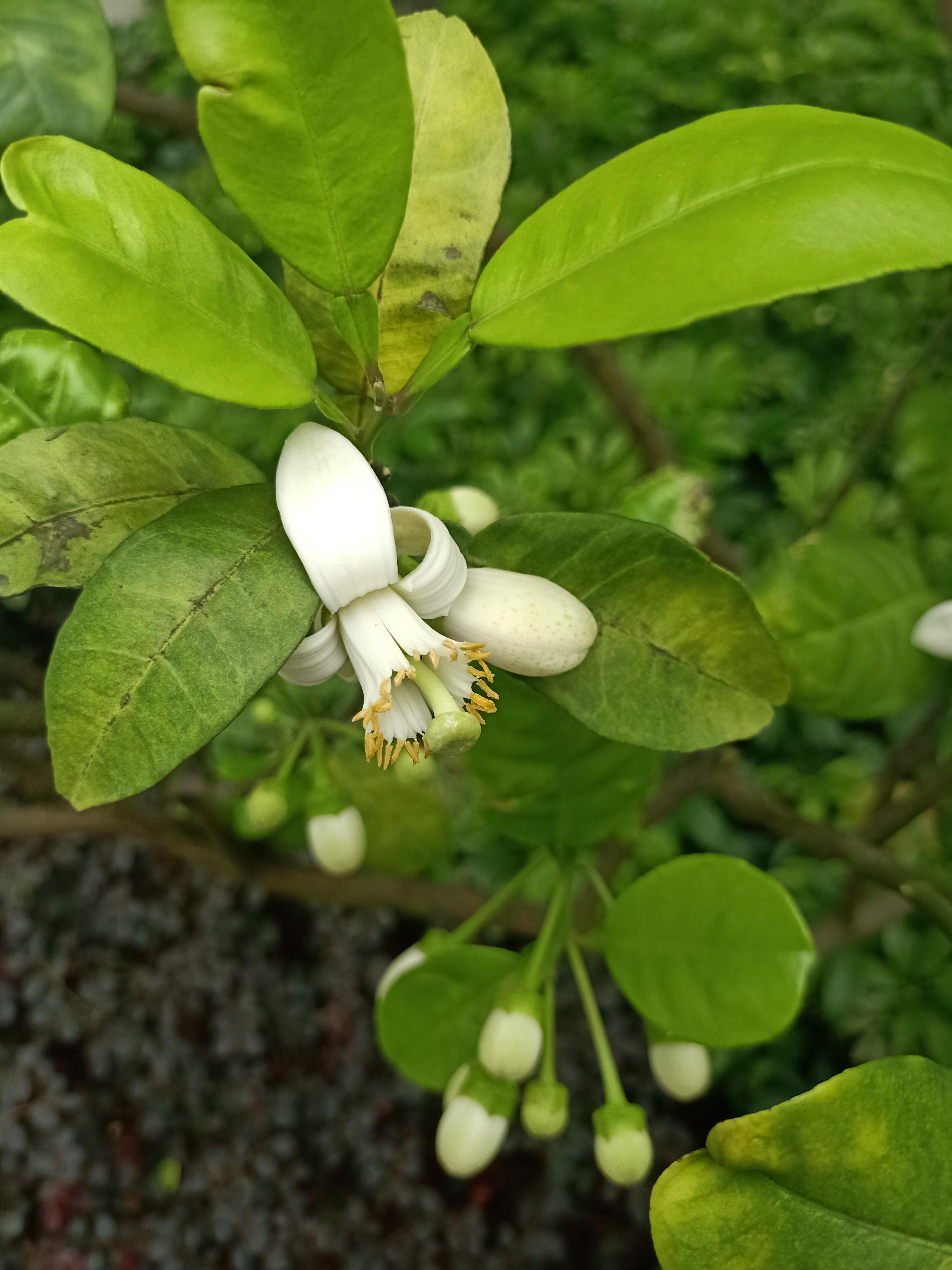 柚子开花图片大全图片