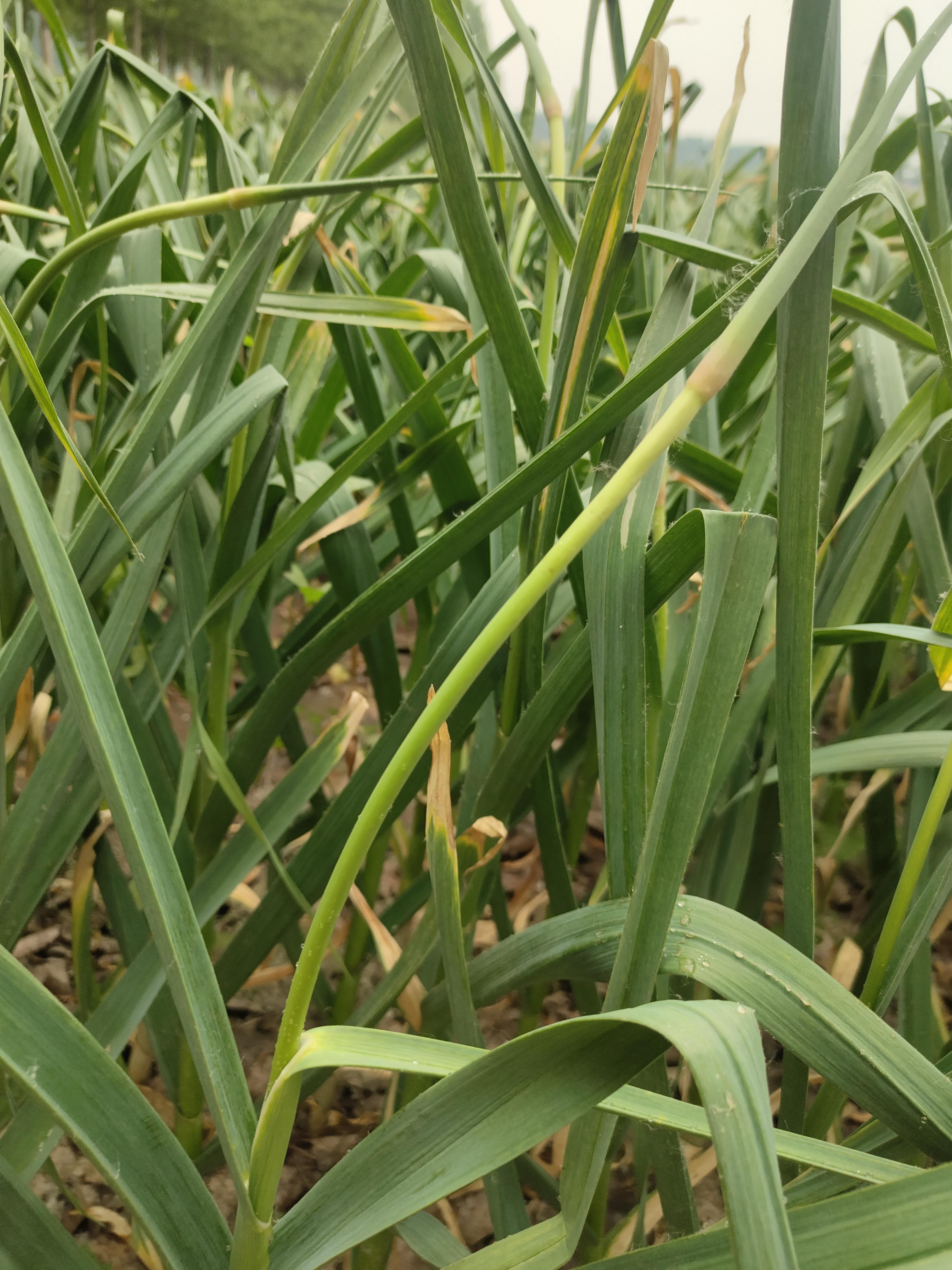 幻海浮尘 的想法: 正荠麦青青 |  a class="hash_tag" href="https