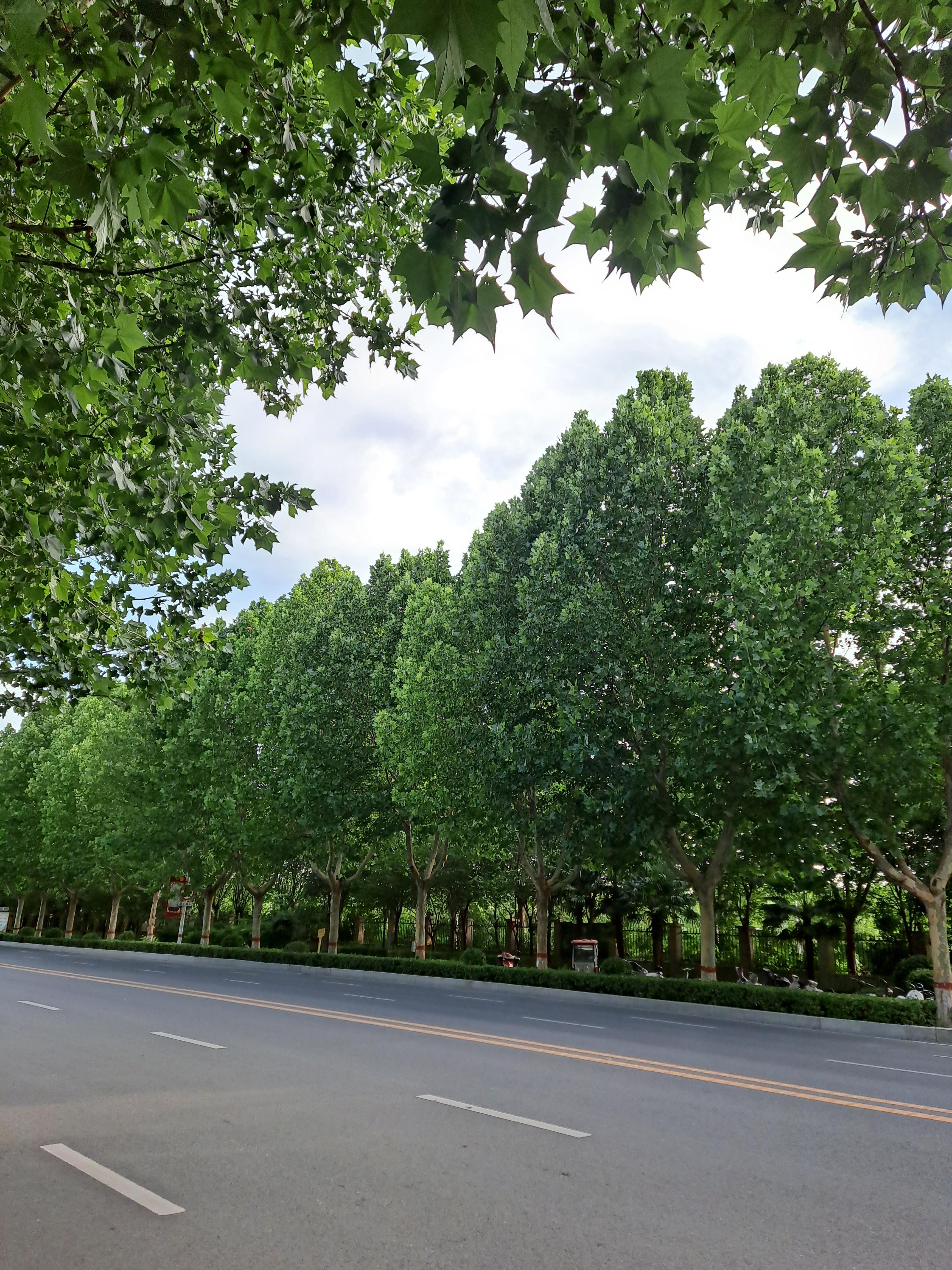 梧桐树夏天图片