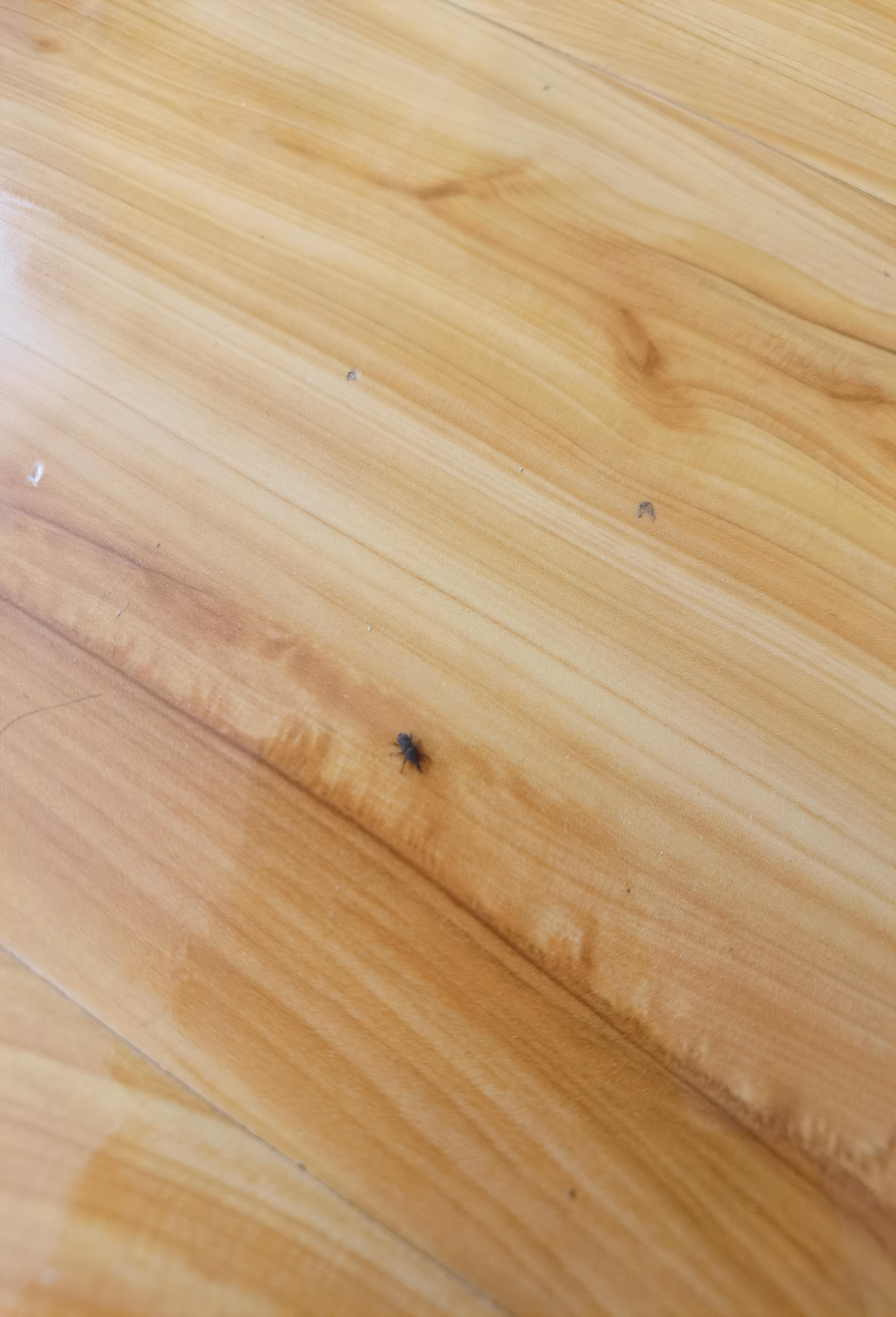 这是个什么虫子,家里突然出现了好多,黑色硬壳尖头会飞,求助