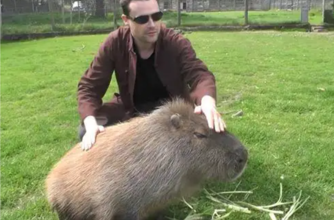 世界上最大的老鼠是非洲巨鼠,它们视力不是很好,但是在训练9个月