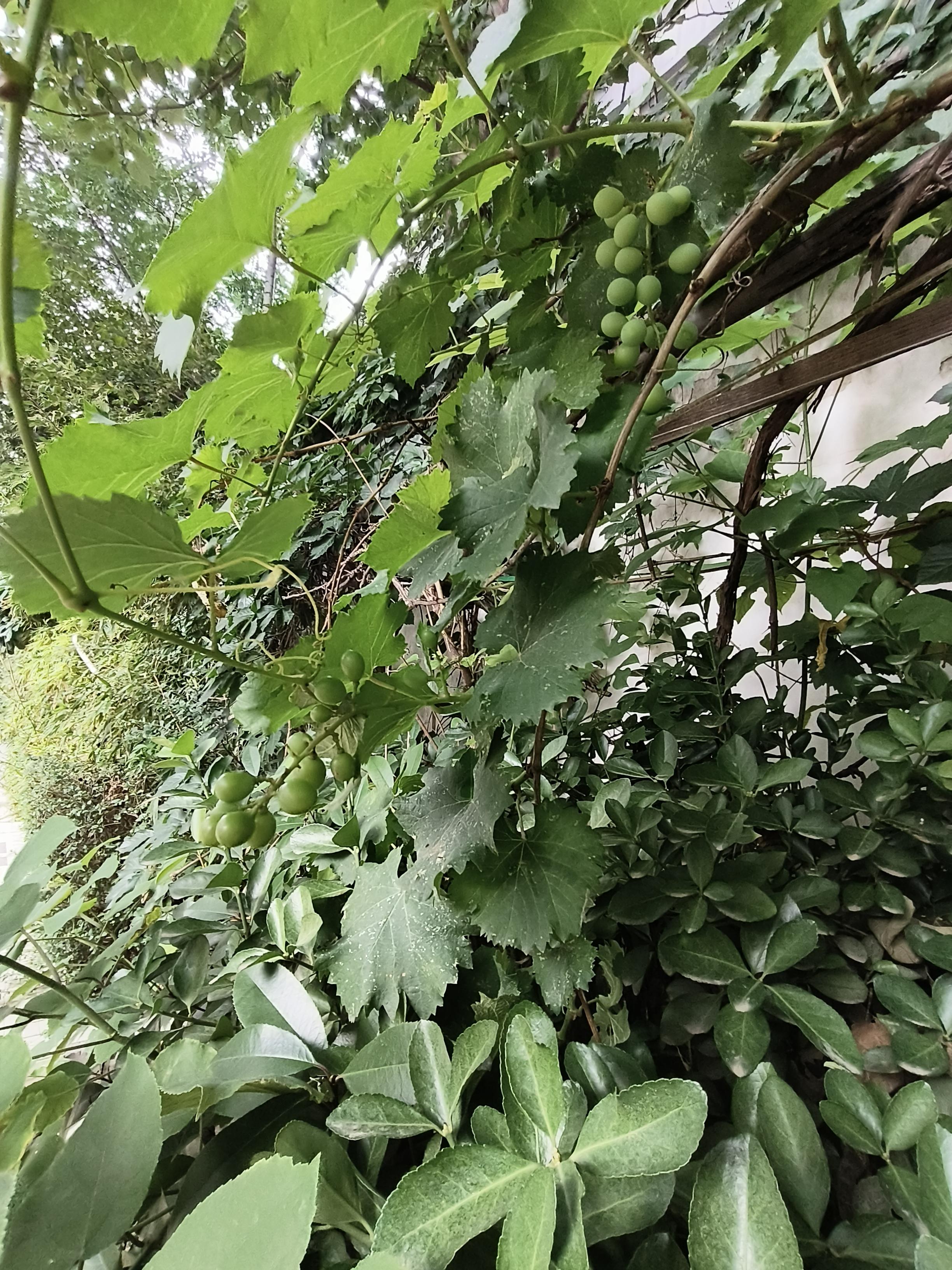 院子里,葡萄藤上,已经结满了串串绿色的葡萄,像一串串