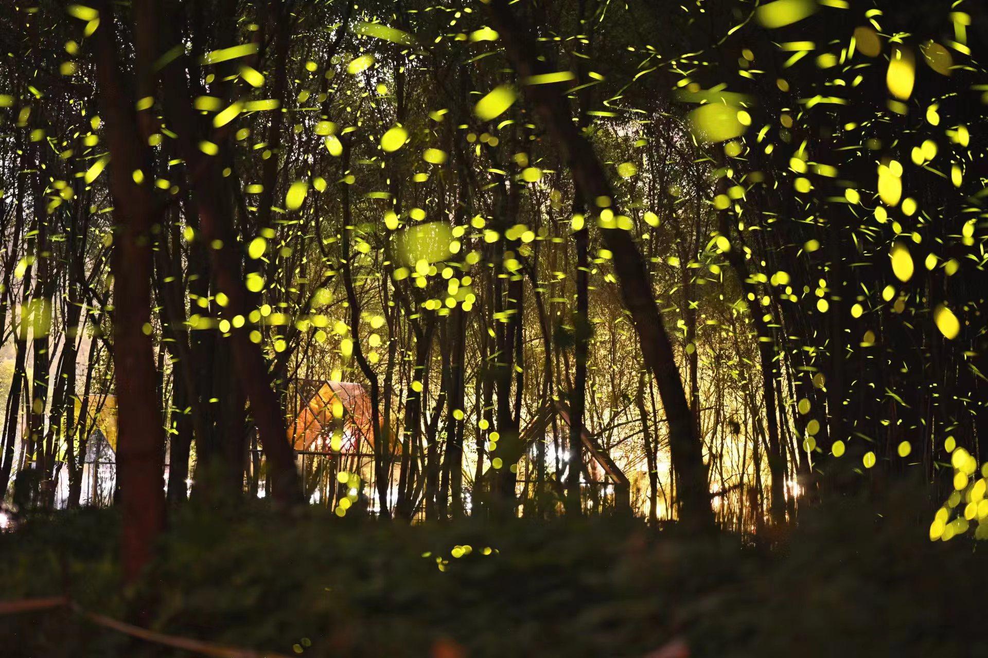 荧光虫为什么会发光