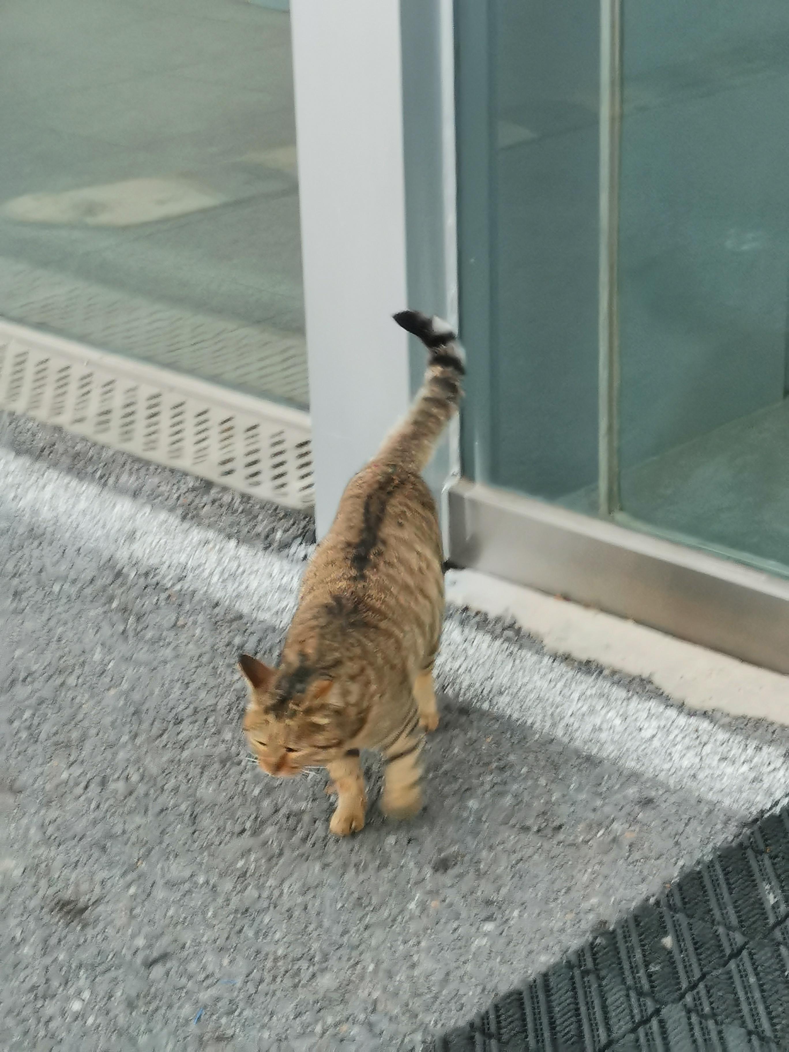 不倒翁 的想法: 猫咪的生活照