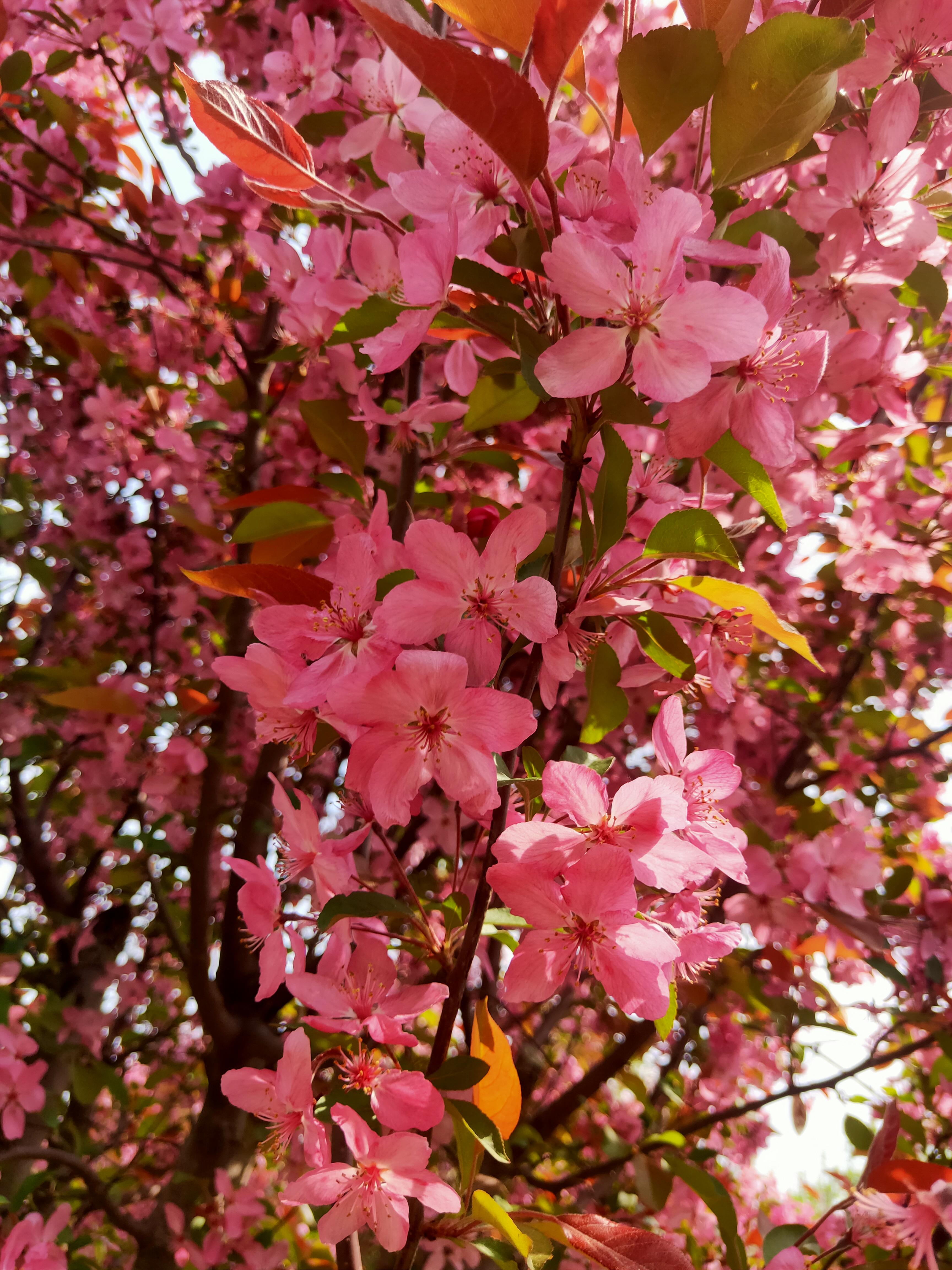 芊宇芊寻 的想法: 海棠花 | 海棠花,如胭脂点点,又似美人初妆,她不同