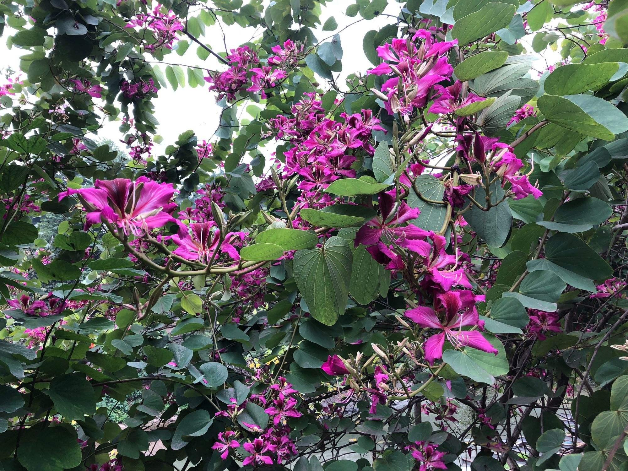green 的想法: 红花羊蹄甲,又名洋紫荆 | 羊蹄甲:豆科,羊蹄甲属乔木