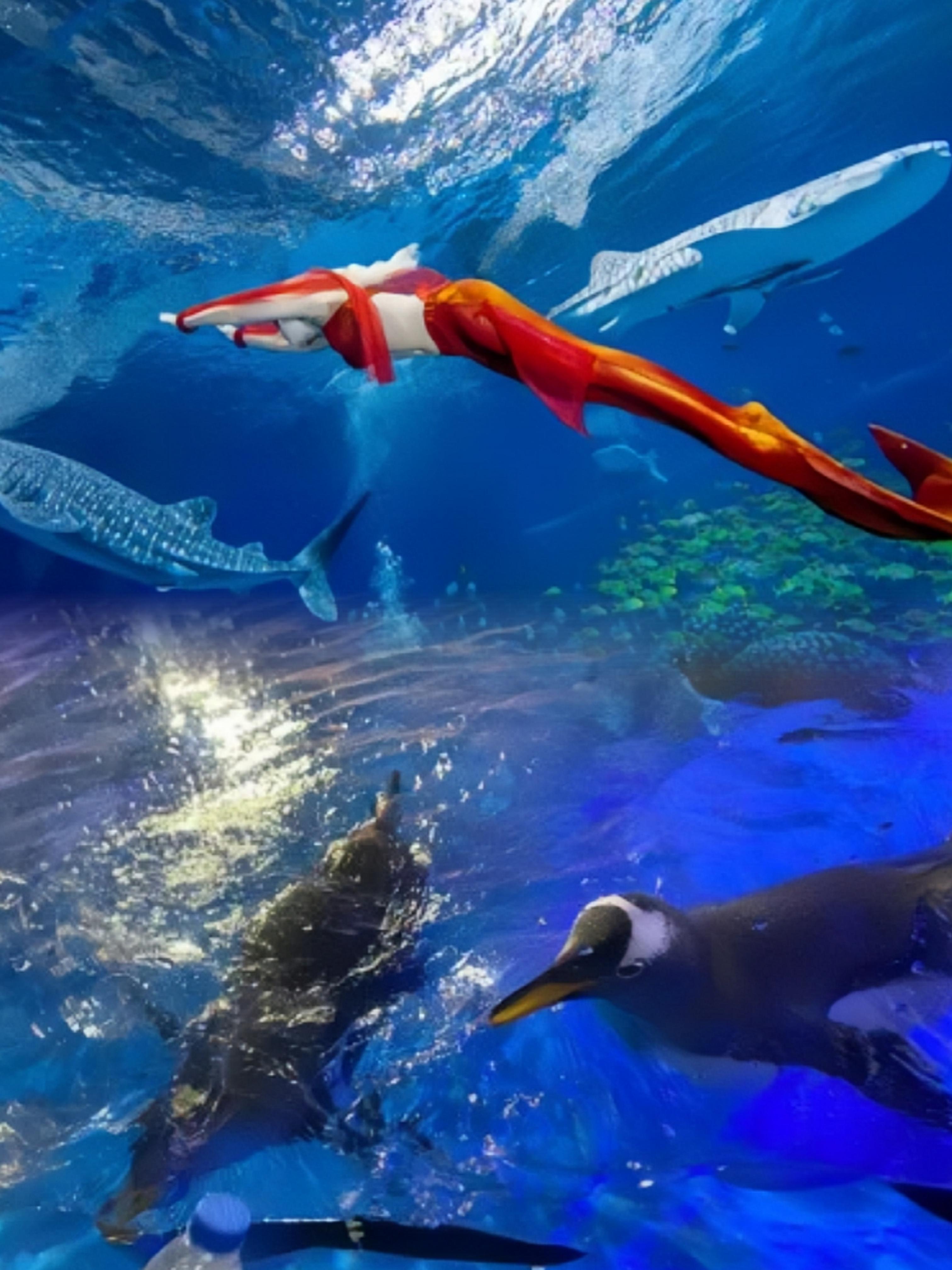 抹除记忆1 的想法: 海洋科普之旅:西宁海洋馆不容错过的看点