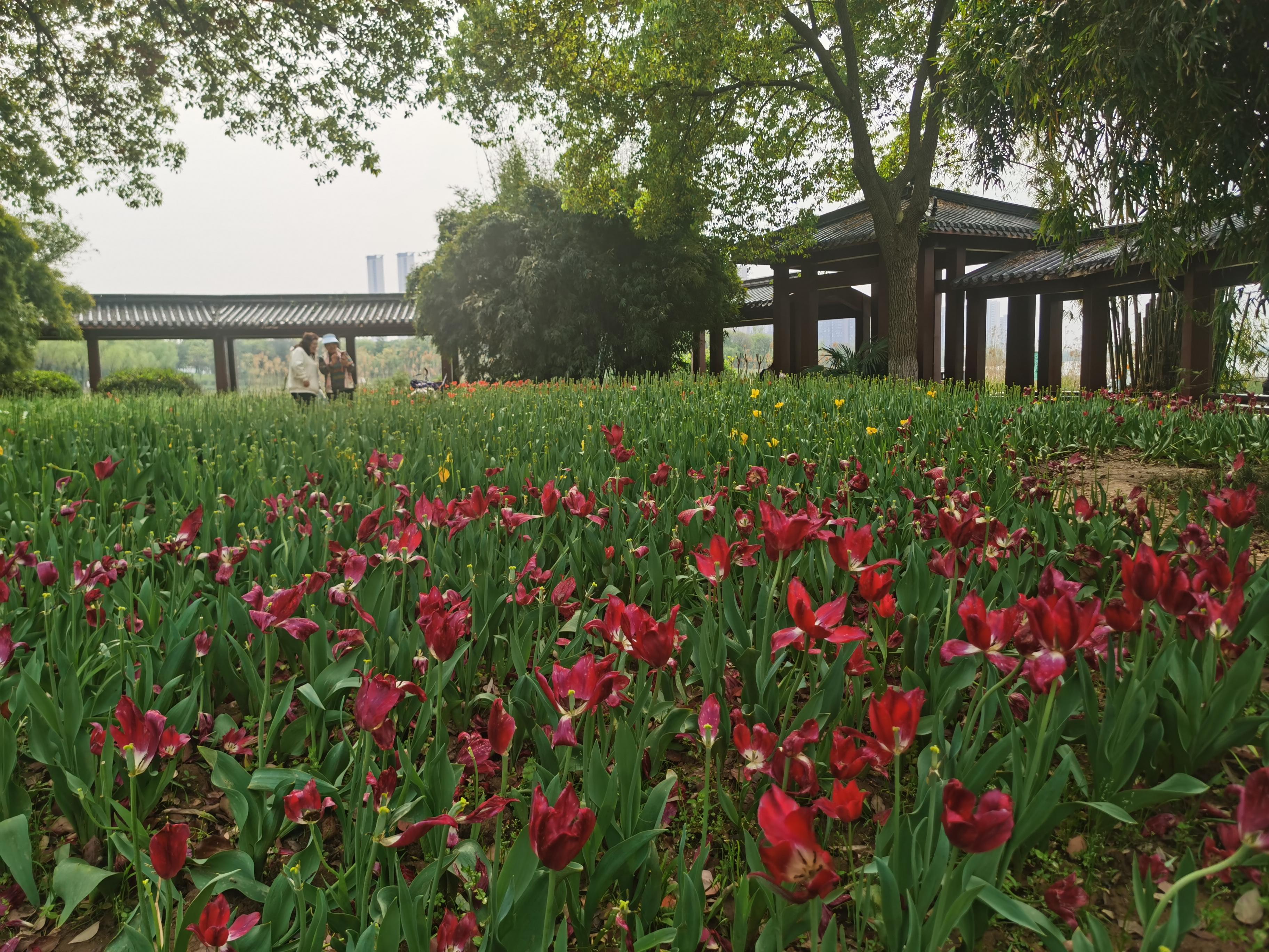 发现一个可踏青可看展的好去处,关键人还少,武汉汤