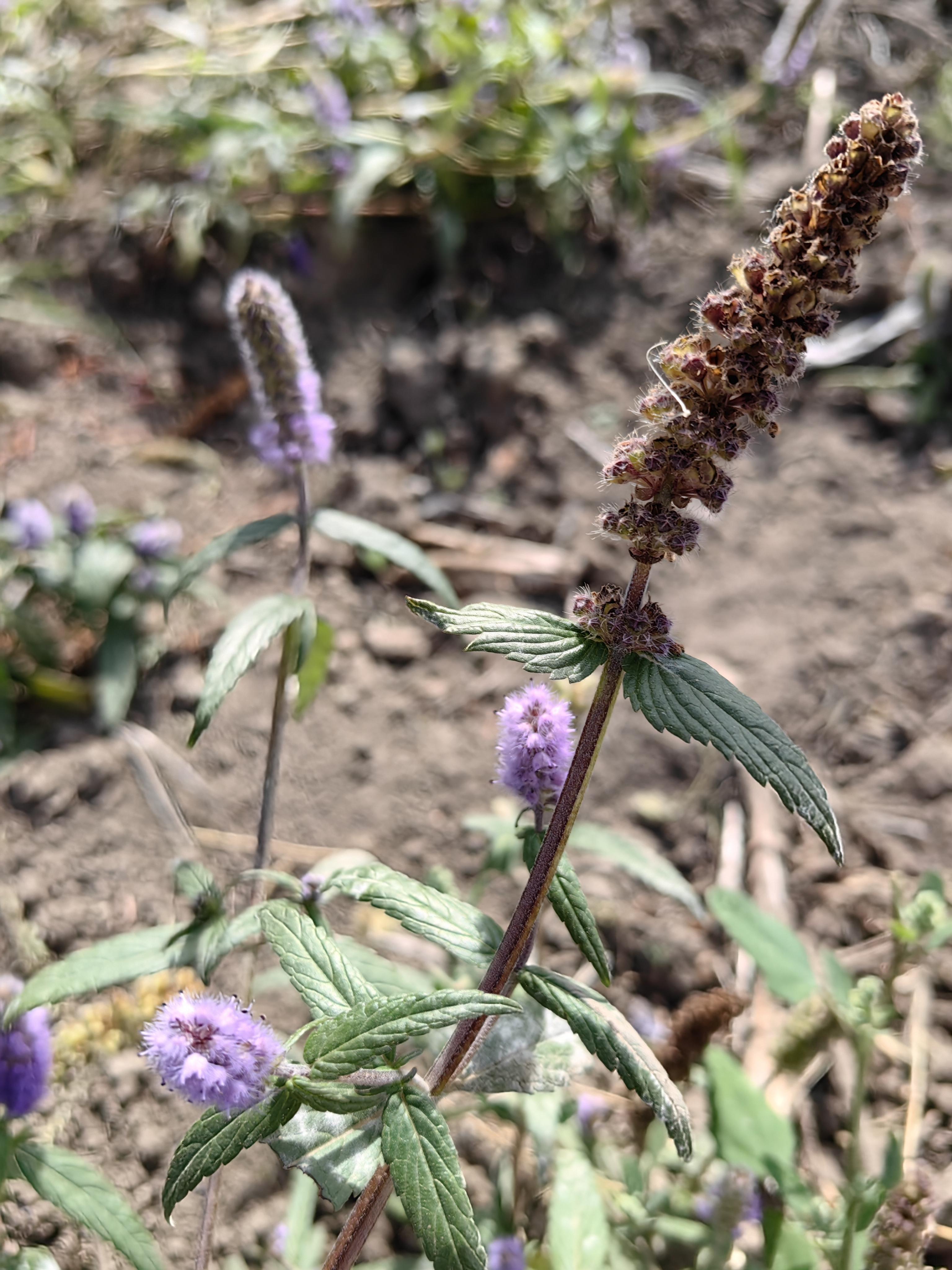香薷花为穗状花序,花淡紫色.株高30
