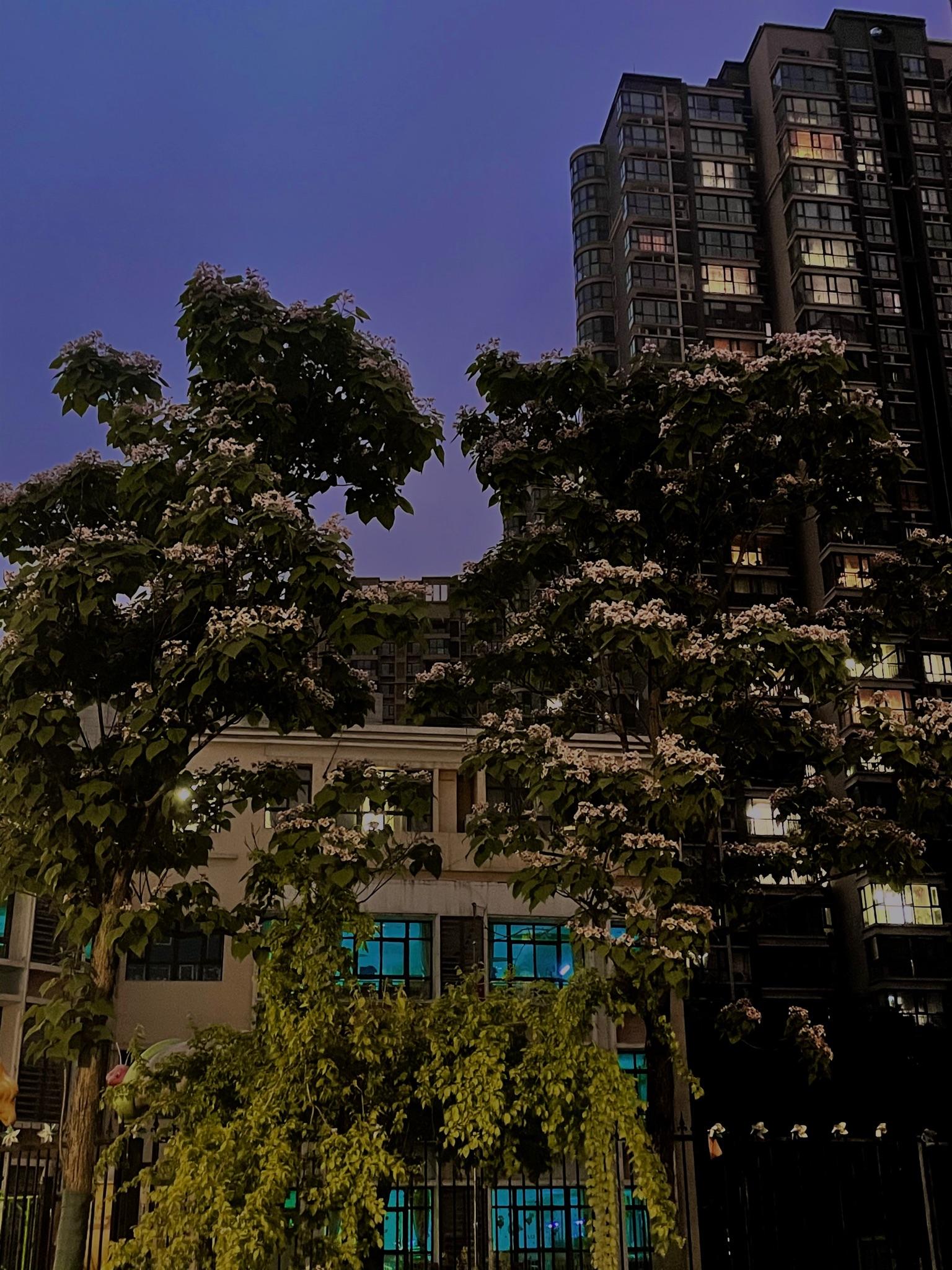 一句话 的想法 竟然是桐花桐花万里路