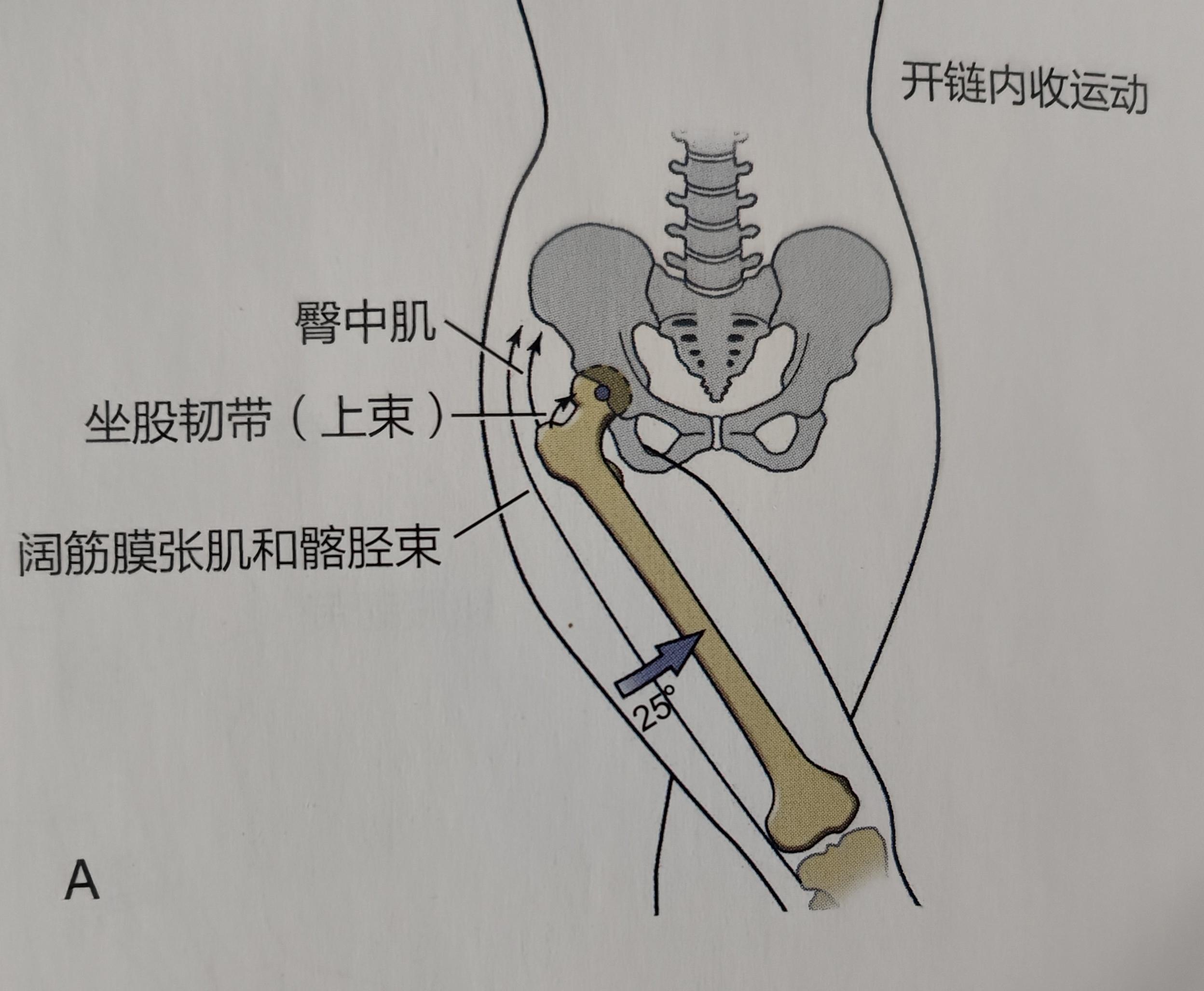 股骨内收肌结节图片