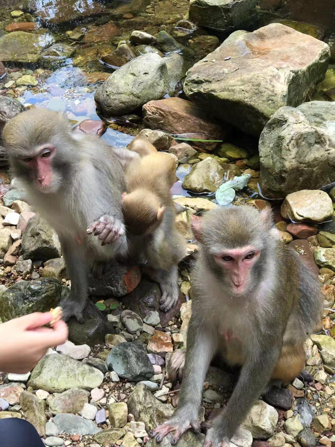 狗尾巴草与书 的想法 张家界国家森林公园里的猴子