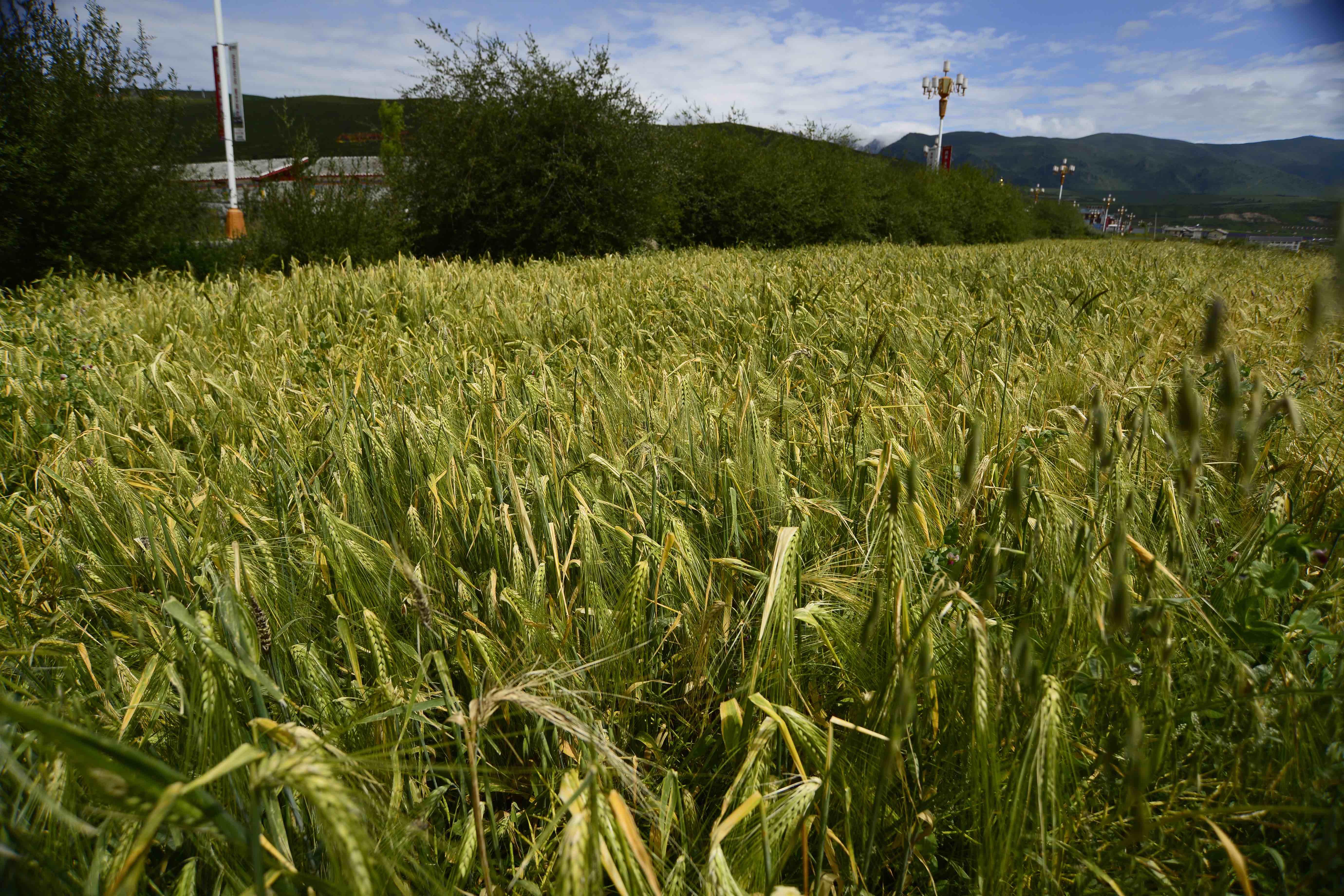 原来是用青稞面粉作为