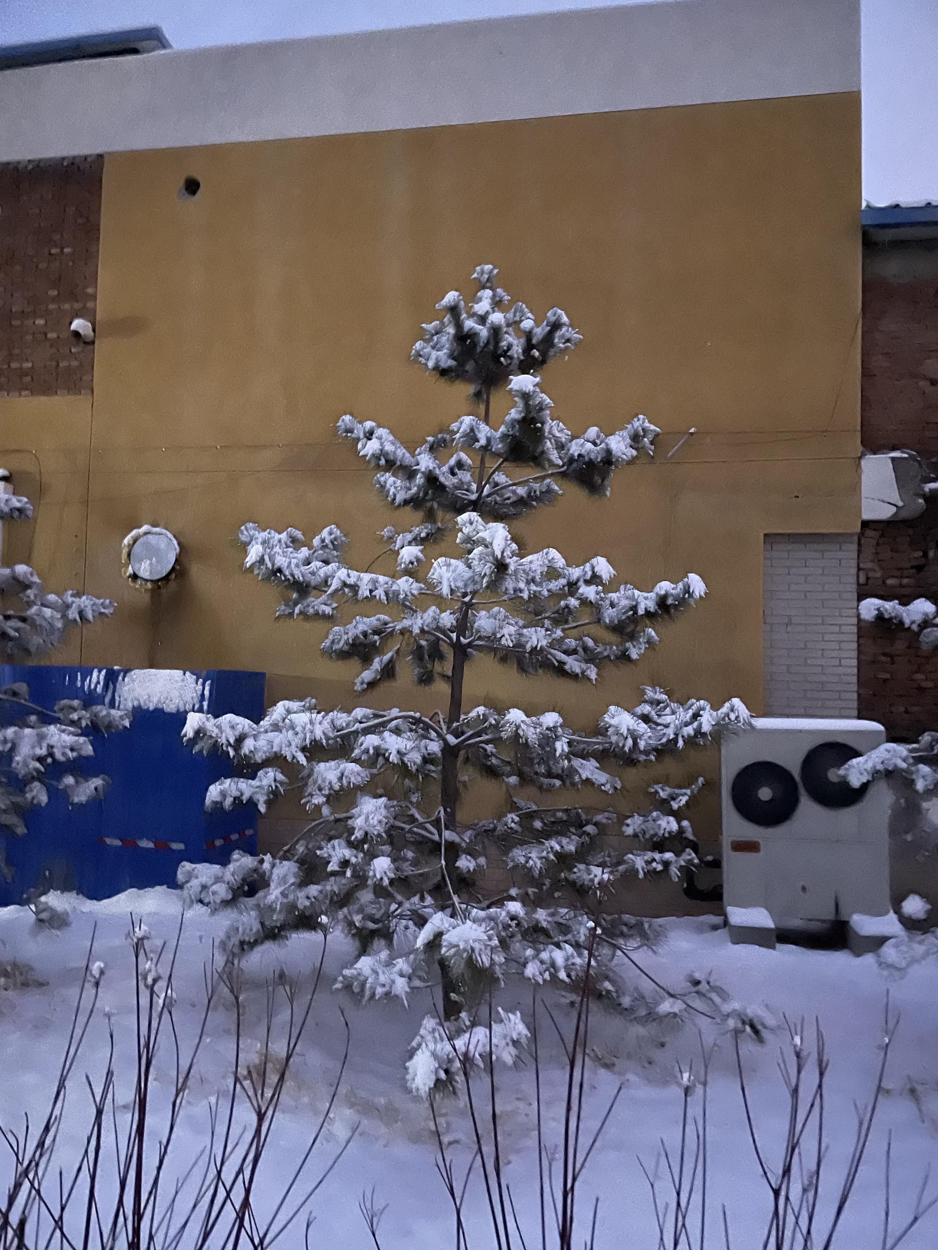 一觉回到冬天昨晚回家的路上就下起了鹅毛大雪洋洋洒洒飘落在车灯的